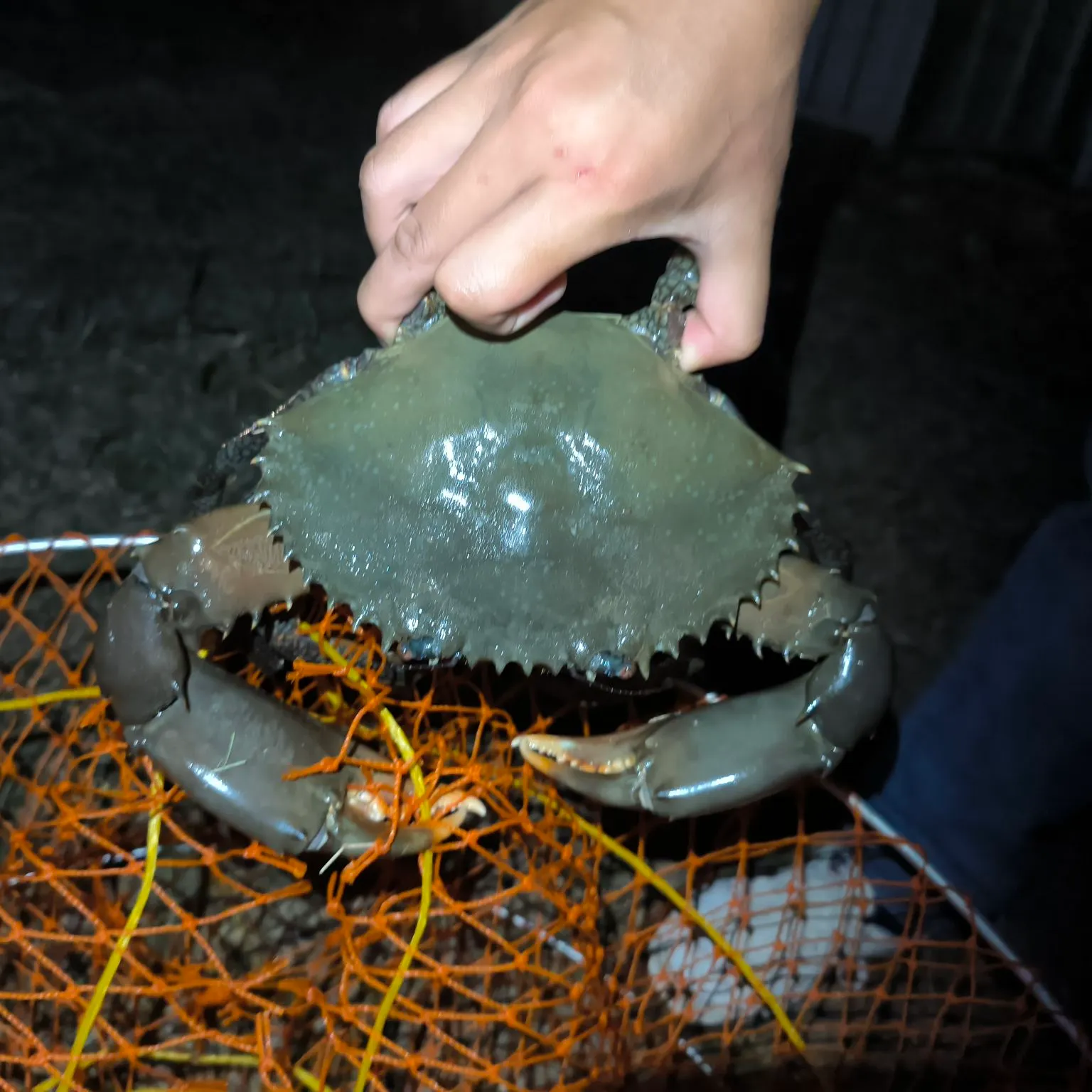 The most recent Giant mud crab catches on Fishbrain