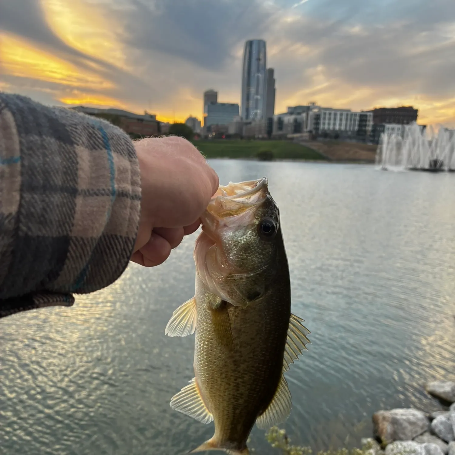 Largemouth bass caught on Fishbrain