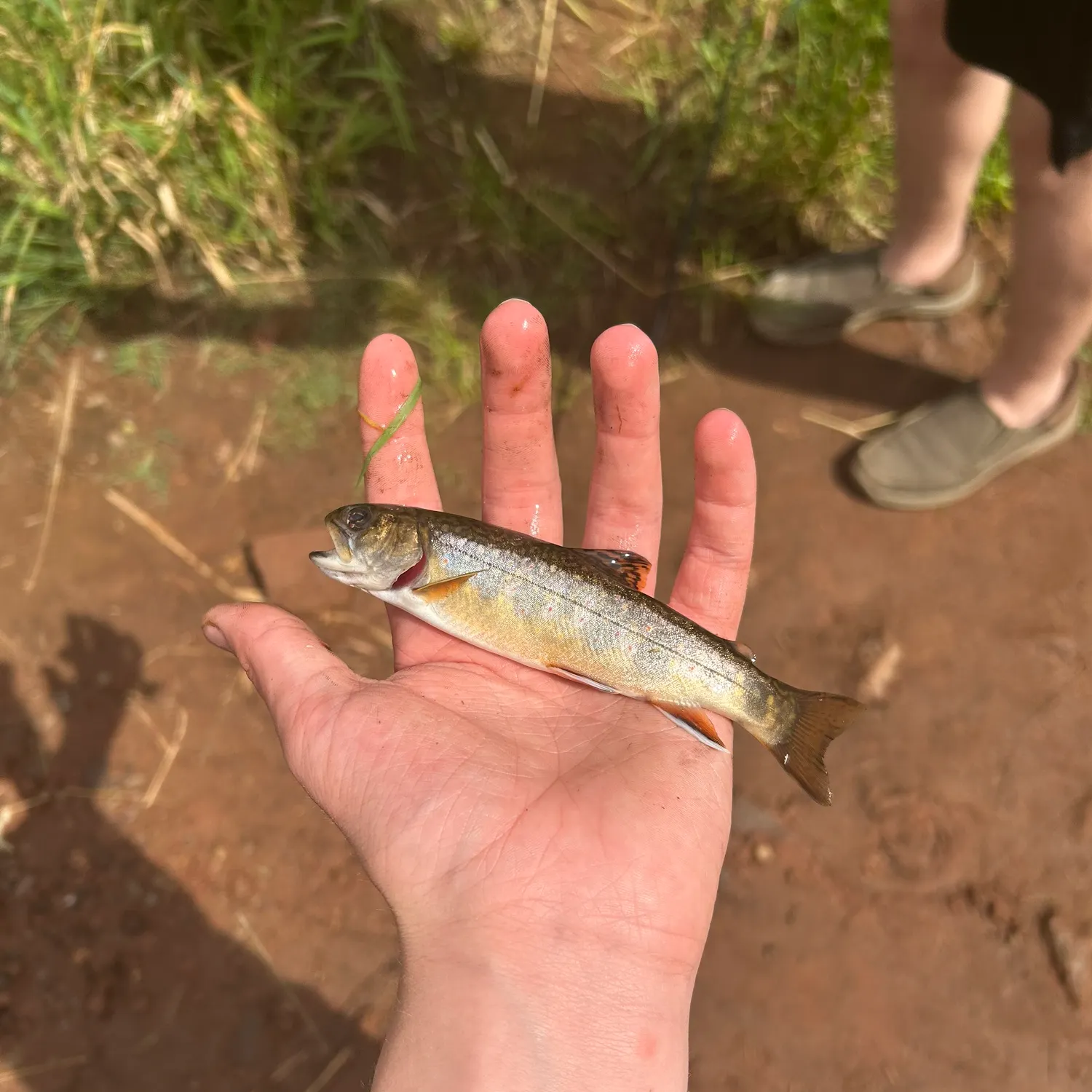 Brook trout caught on Fishbrain