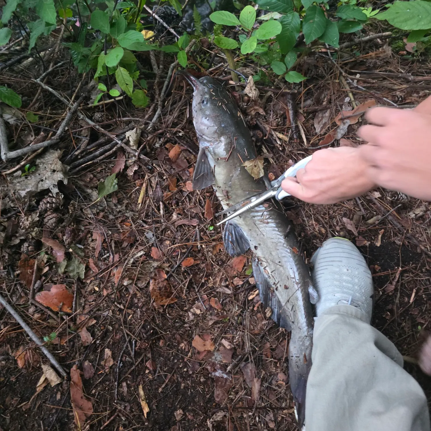 catch