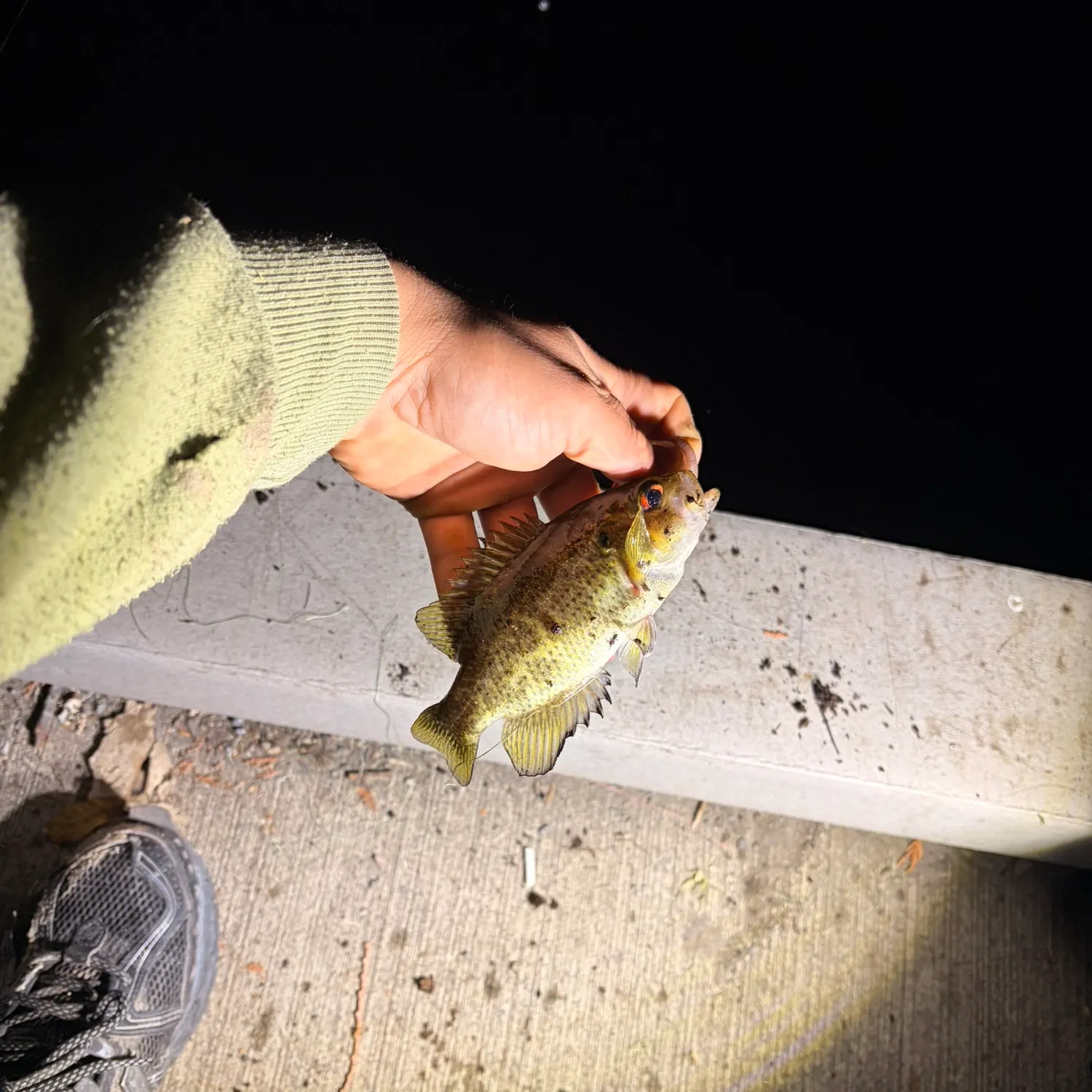 Rock bass caught on Fishbrain