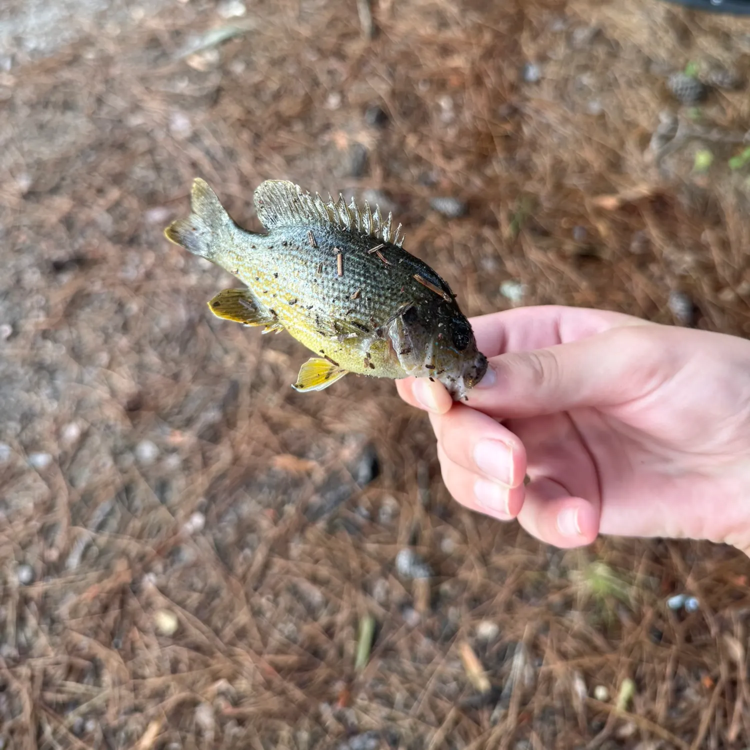 Green sunfish caught on Fishbrain