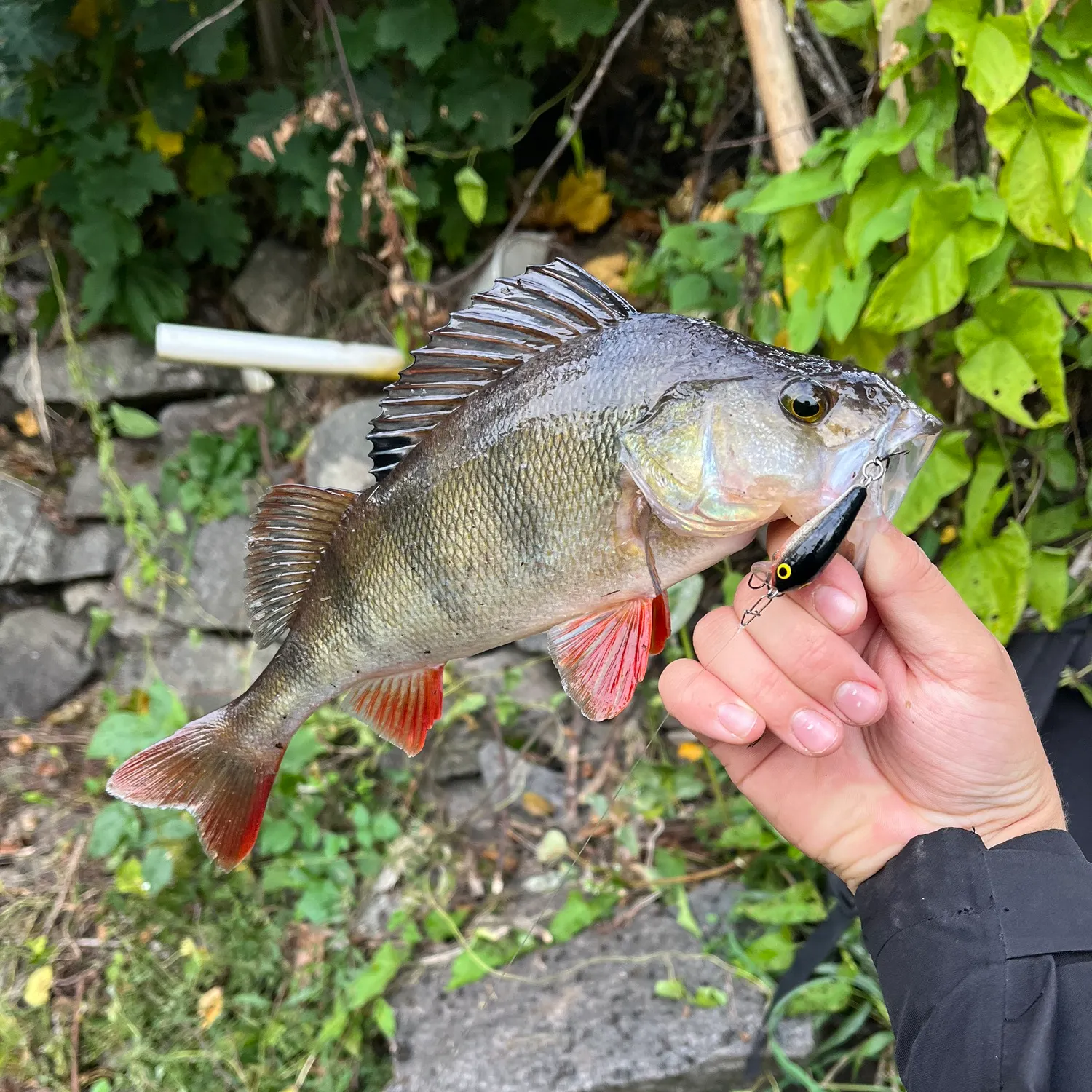 European perch caught on Fishbrain