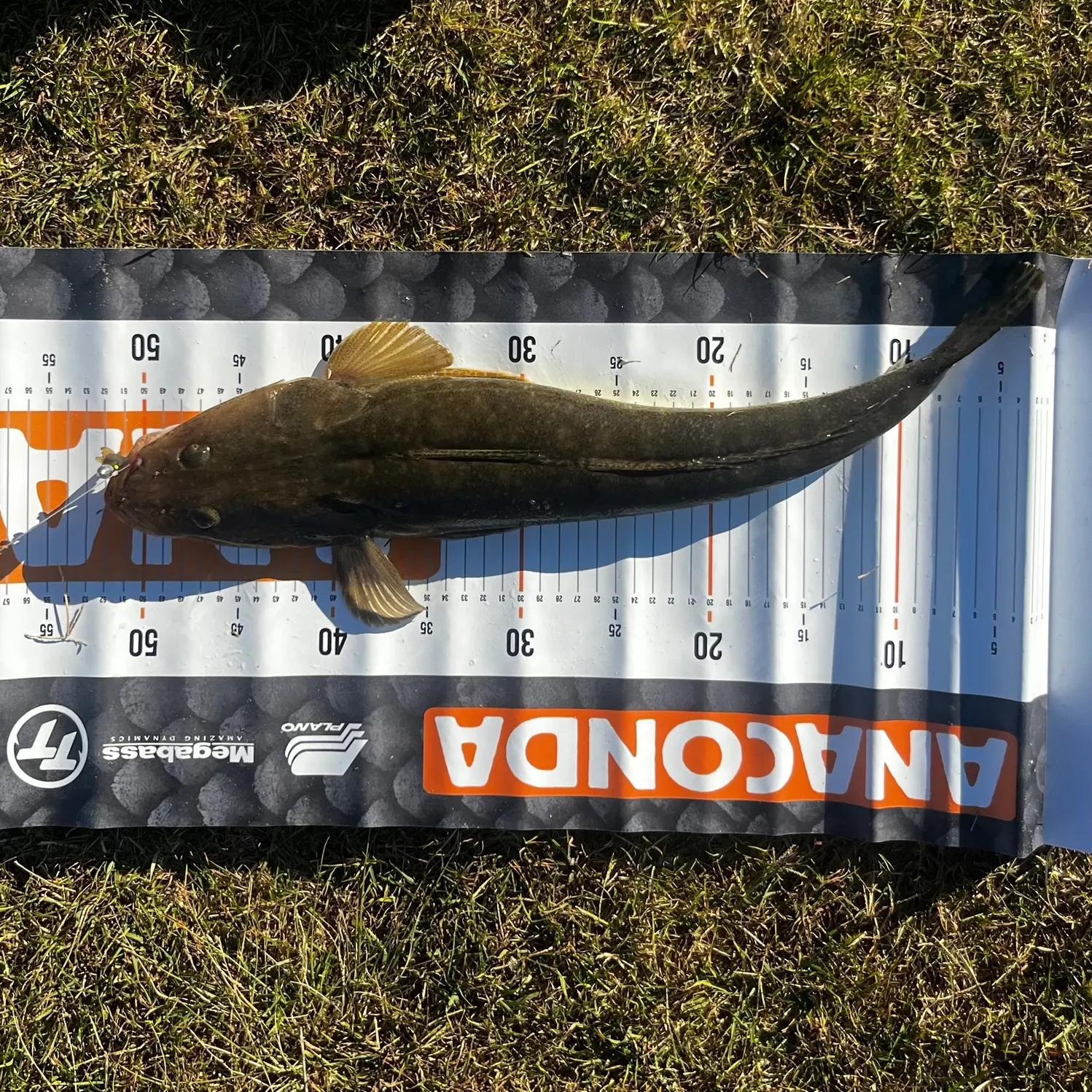 The most recent Dusky flathead catches on Fishbrain