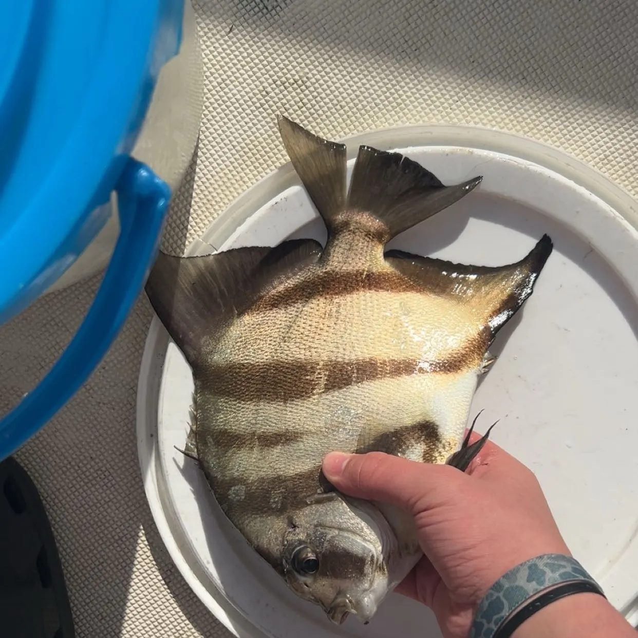 The most recent Atlantic spadefish catches on Fishbrain