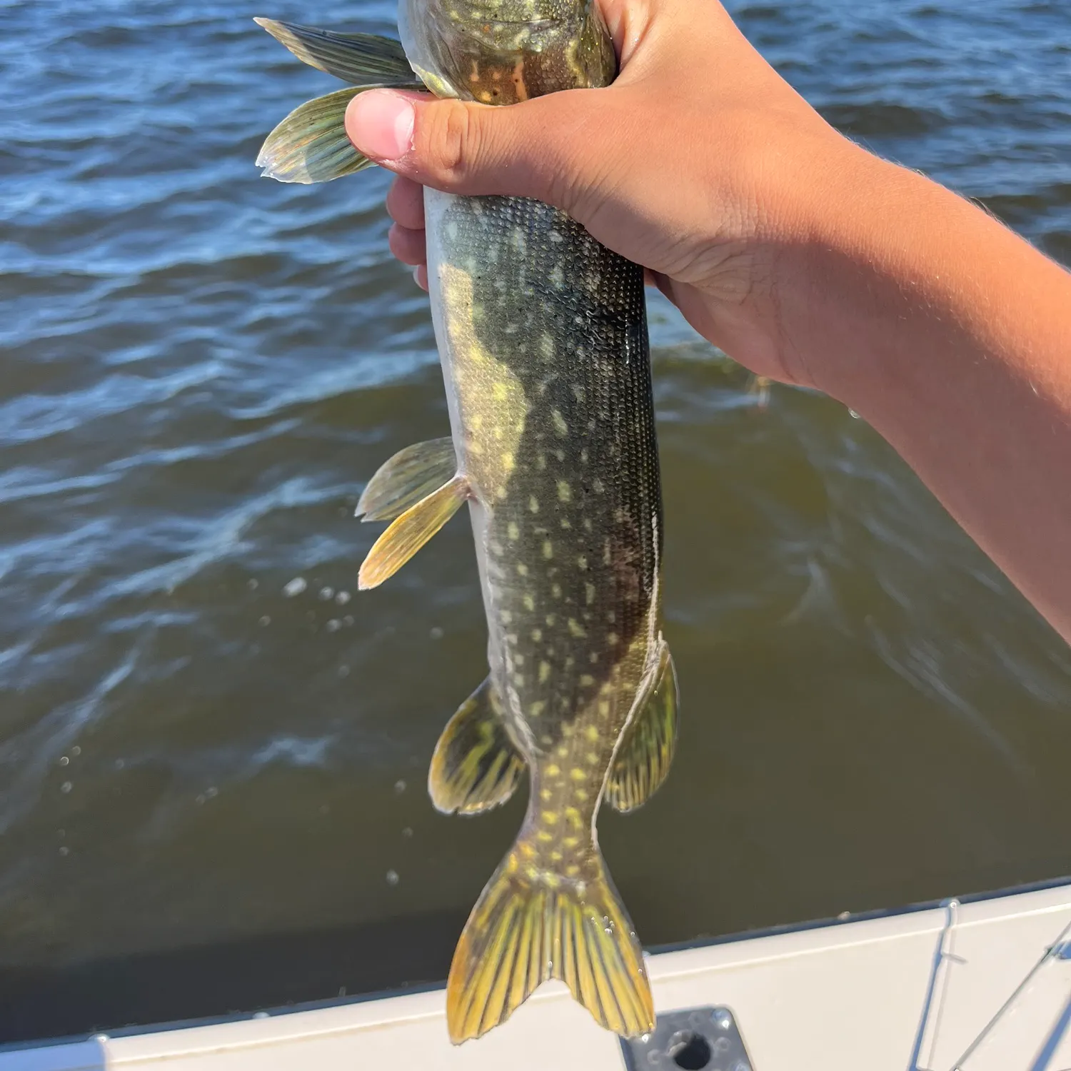 Northern pike caught on Fishbrain