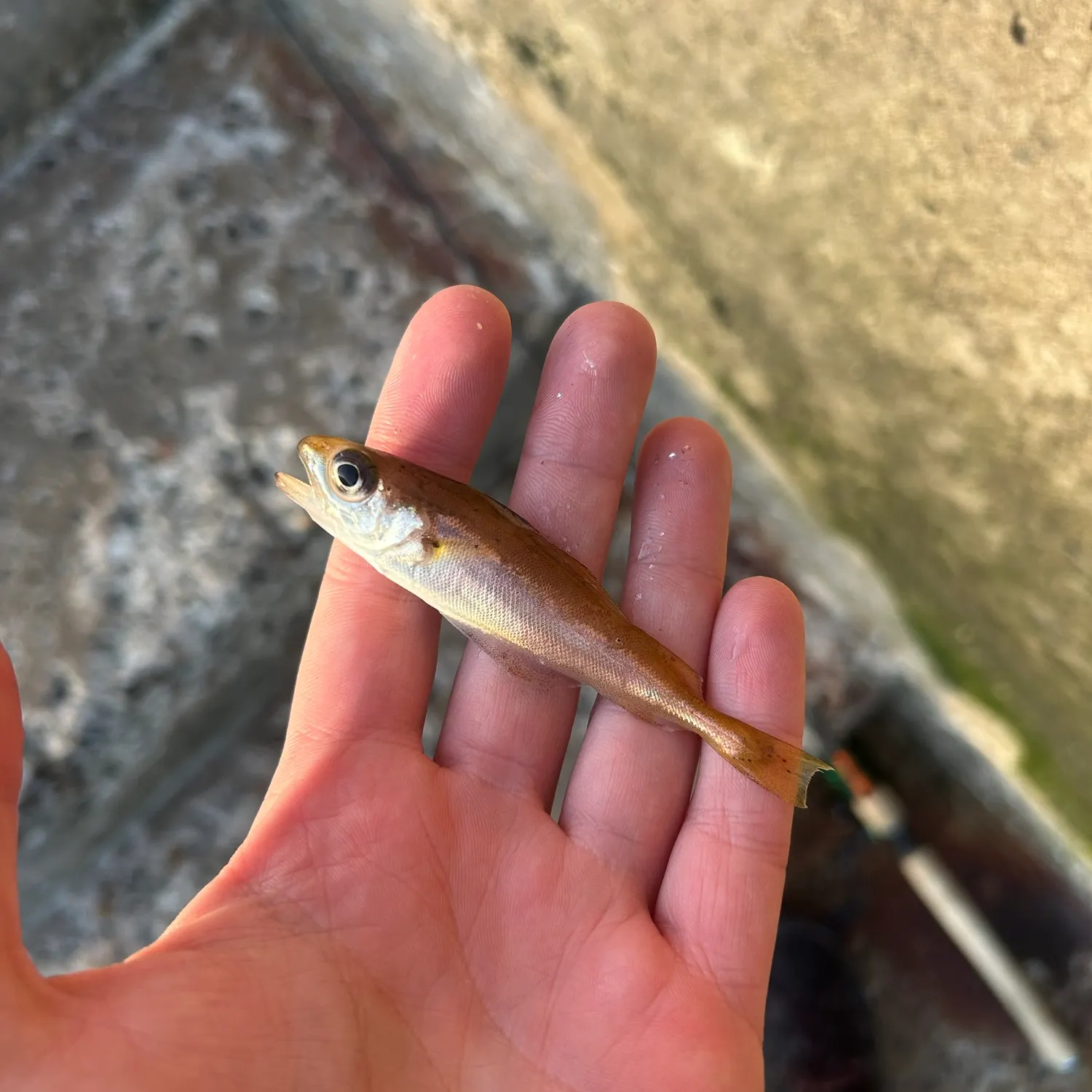 The most recent Poor cod catches on Fishbrain