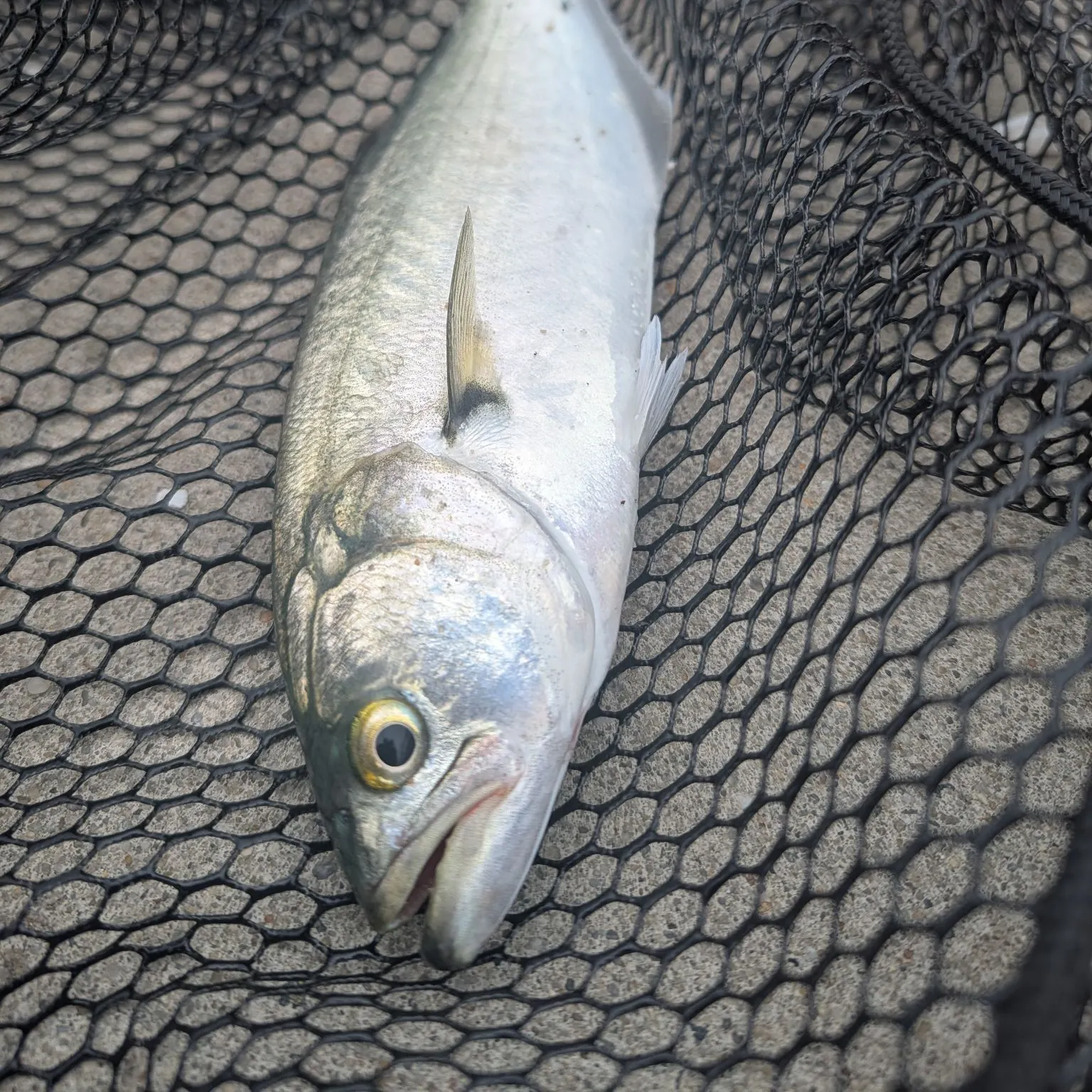 Bluefish caught on Fishbrain