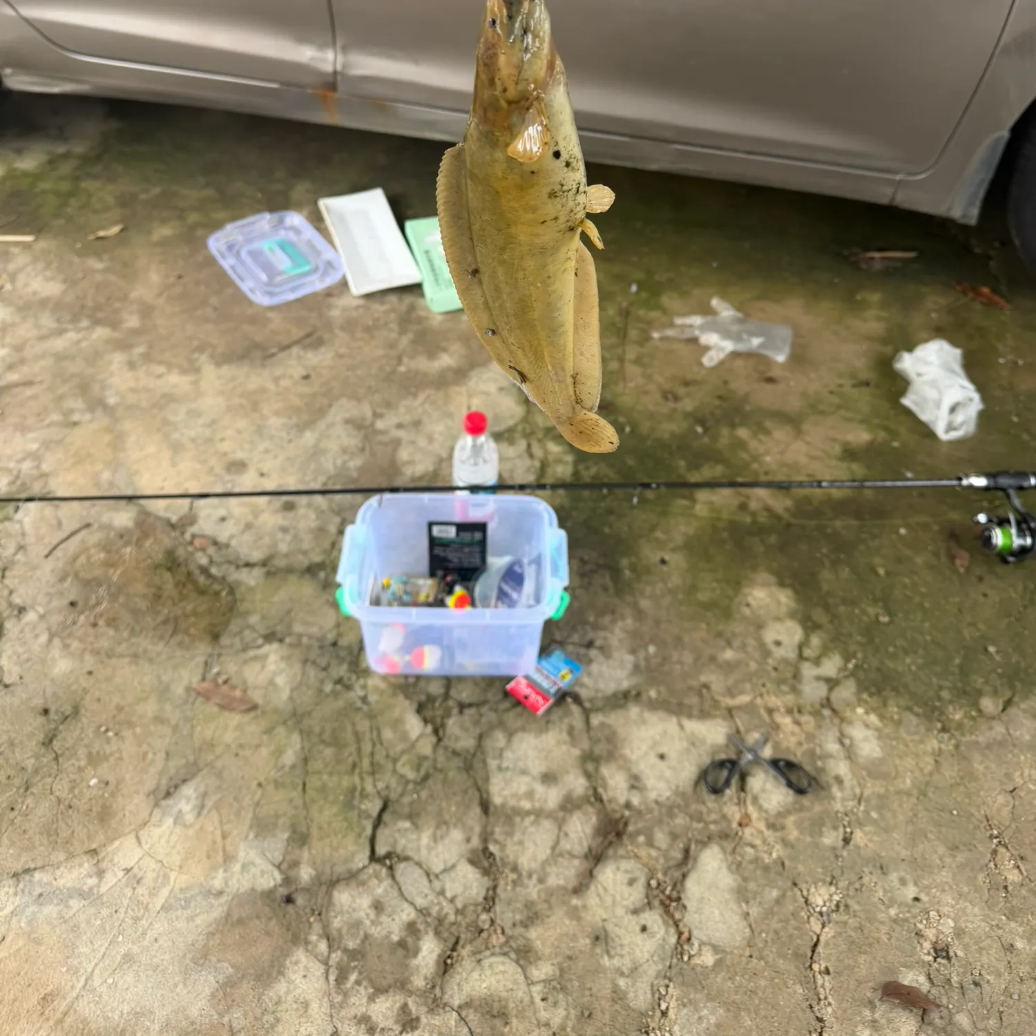The most recent North African catfish catches on Fishbrain