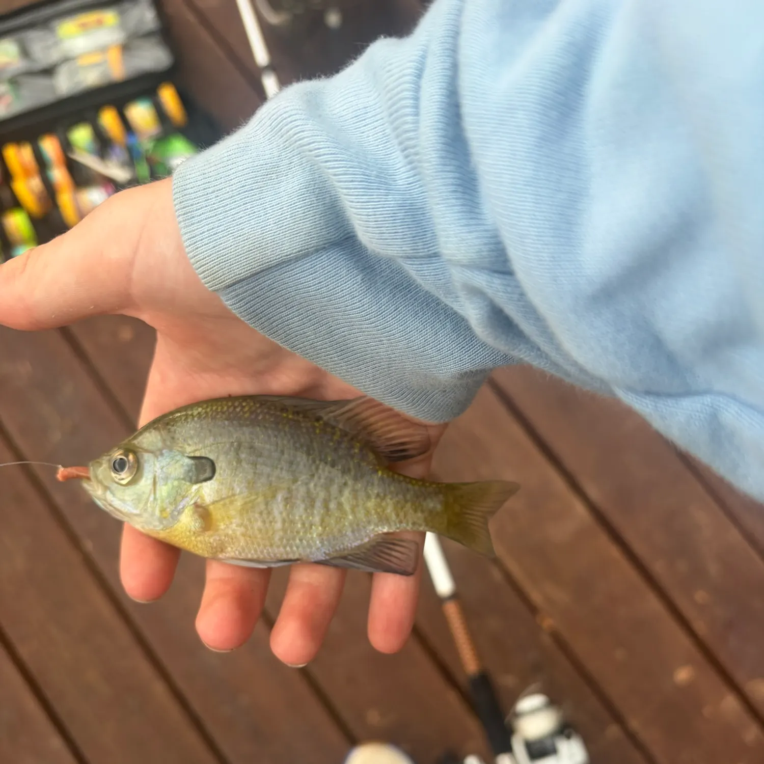 The most recent Bluegill catches on Fishbrain