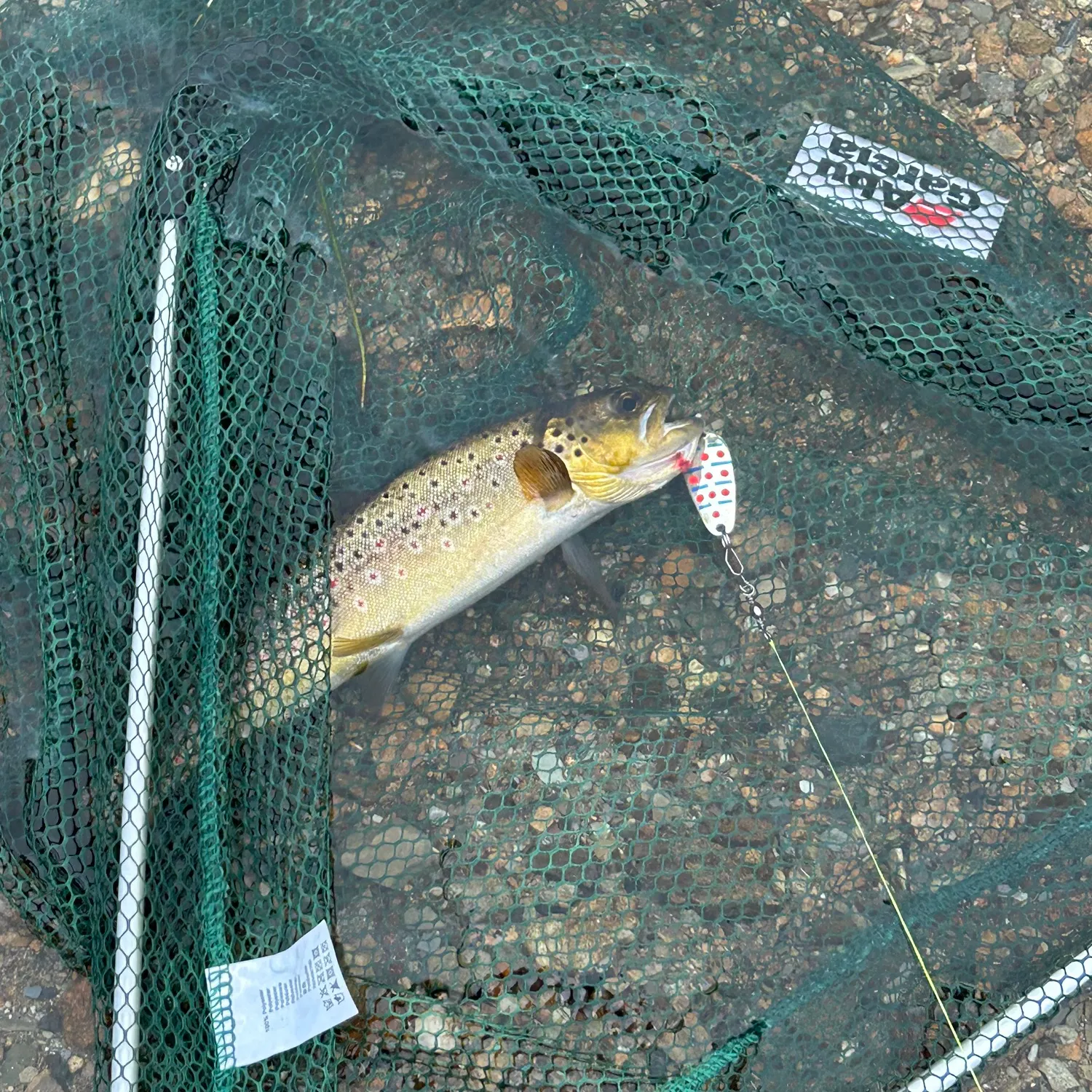 Lake trout caught on Fishbrain