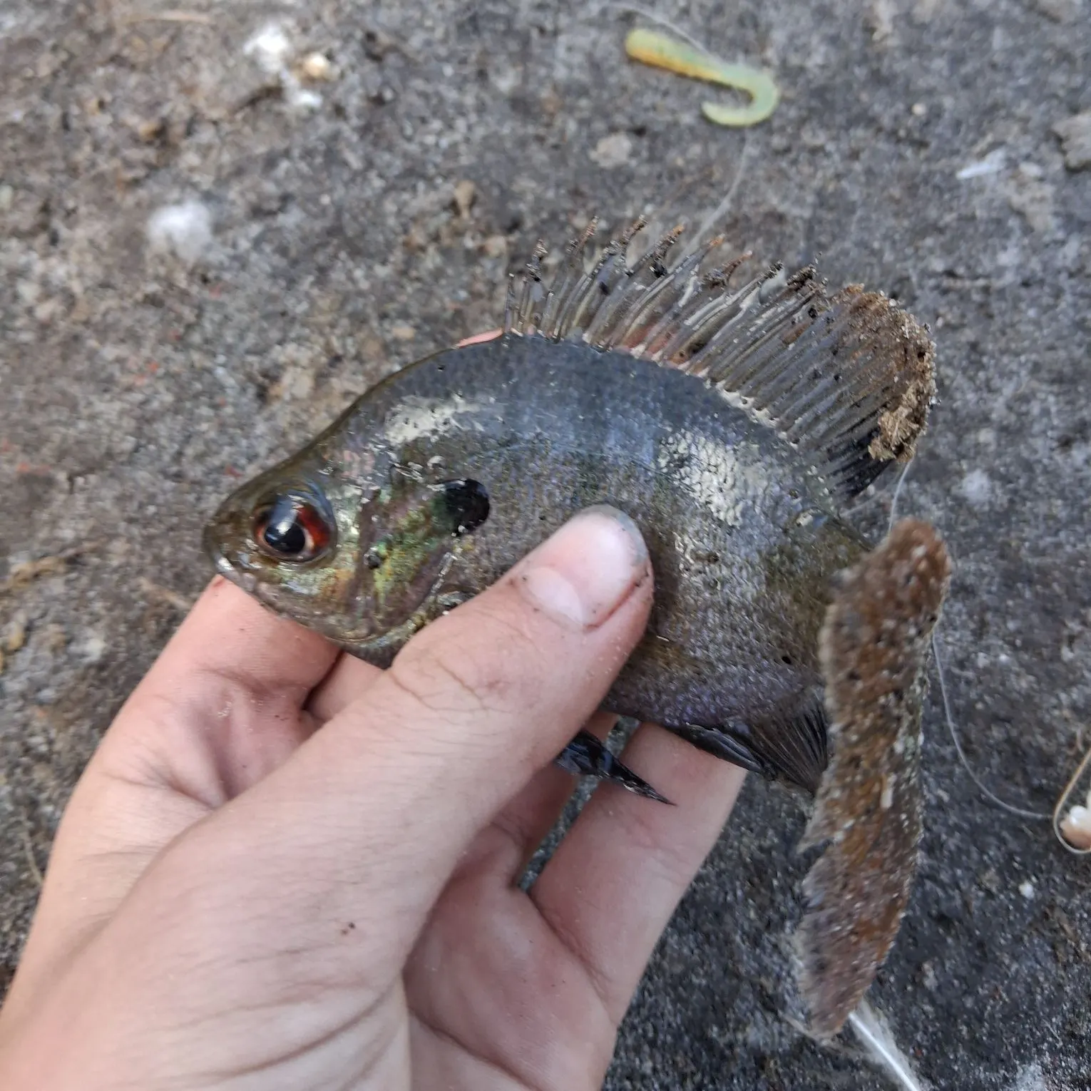 The most recent Coppernose bluegill catches on Fishbrain