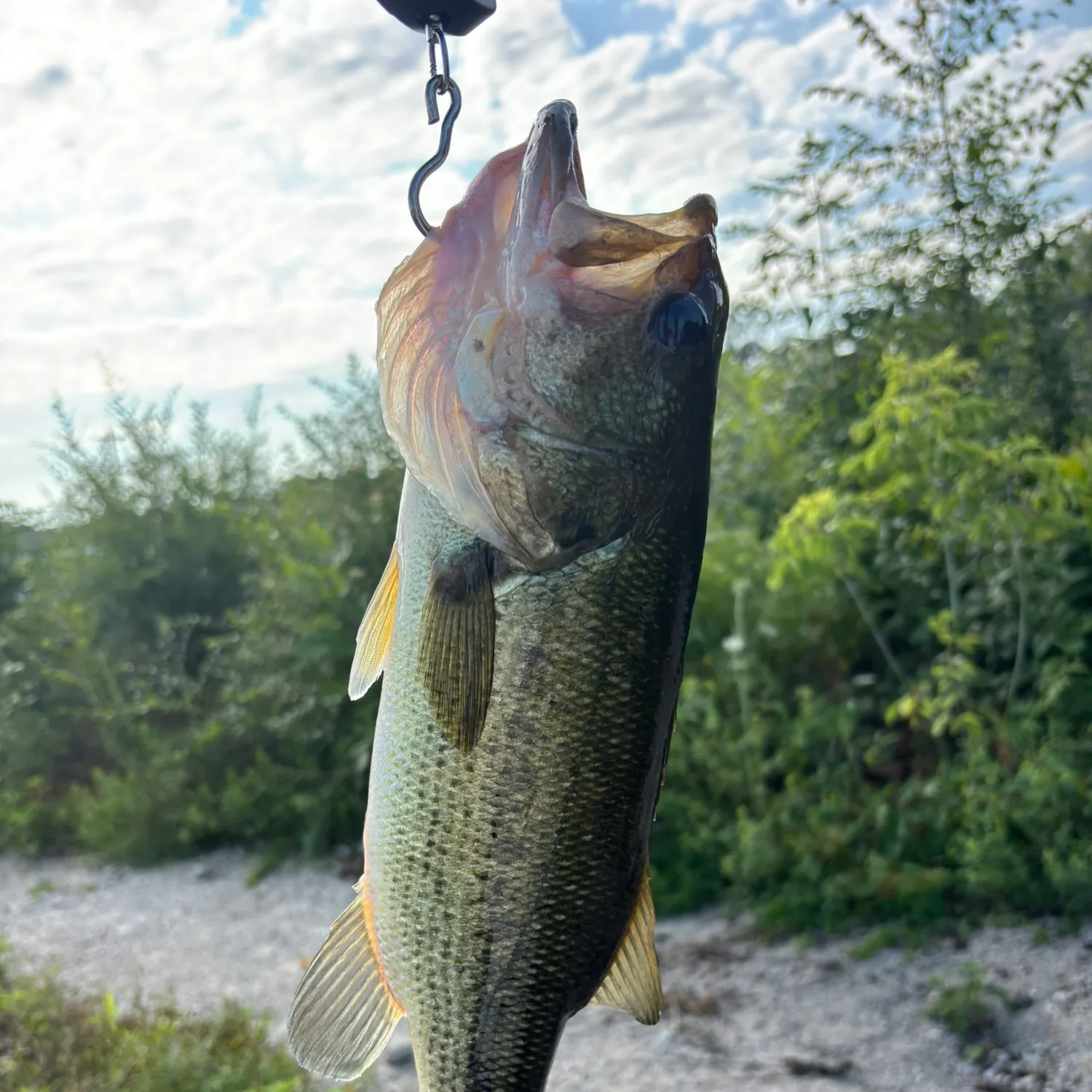 Largemouth bass caught on Fishbrain