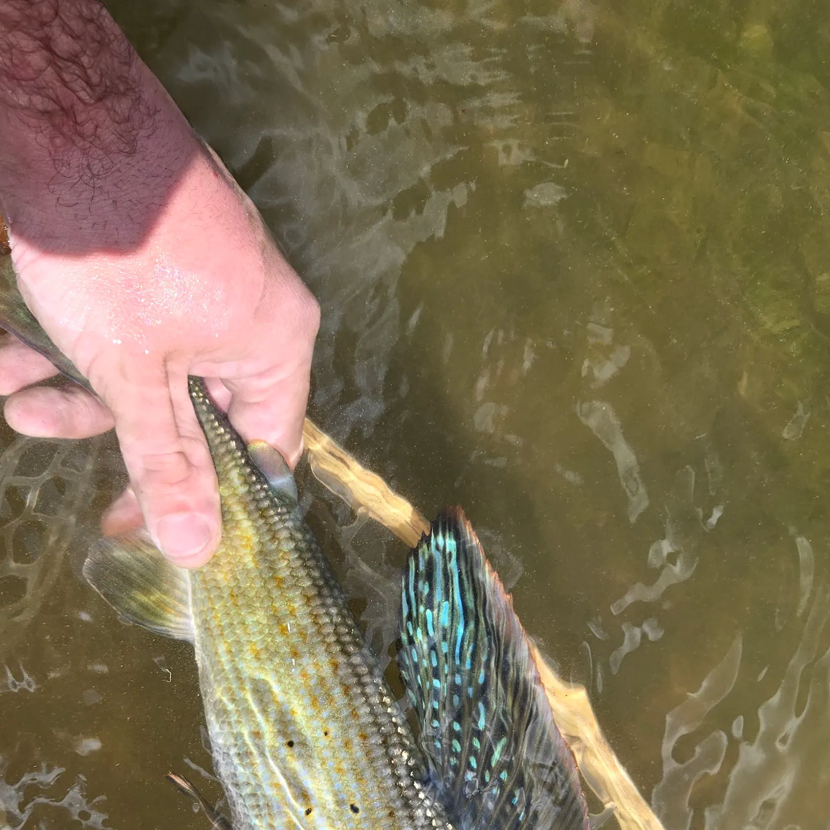 The most recent Arctic grayling catches on Fishbrain