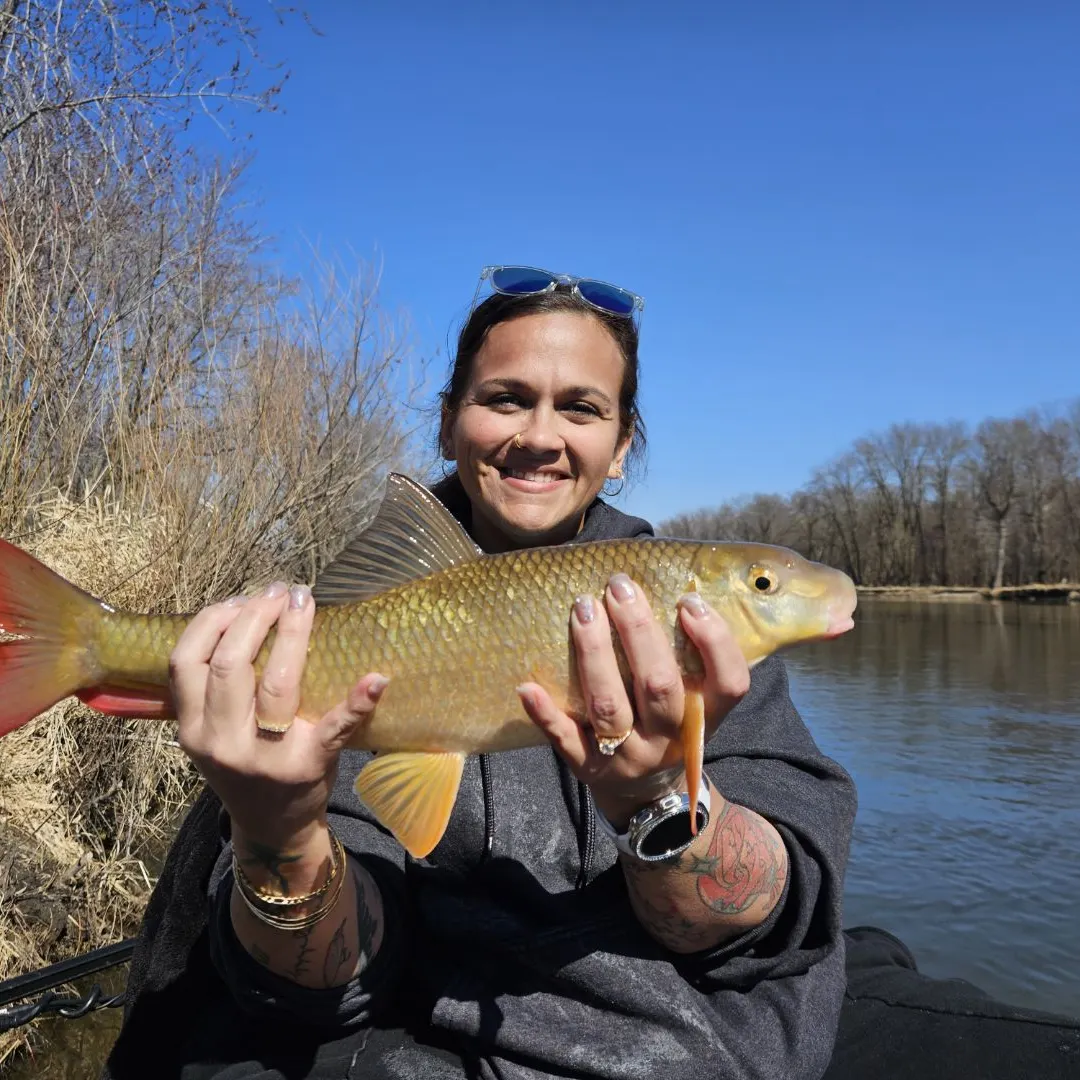 The most recent Shorthead redhorse catches on Fishbrain