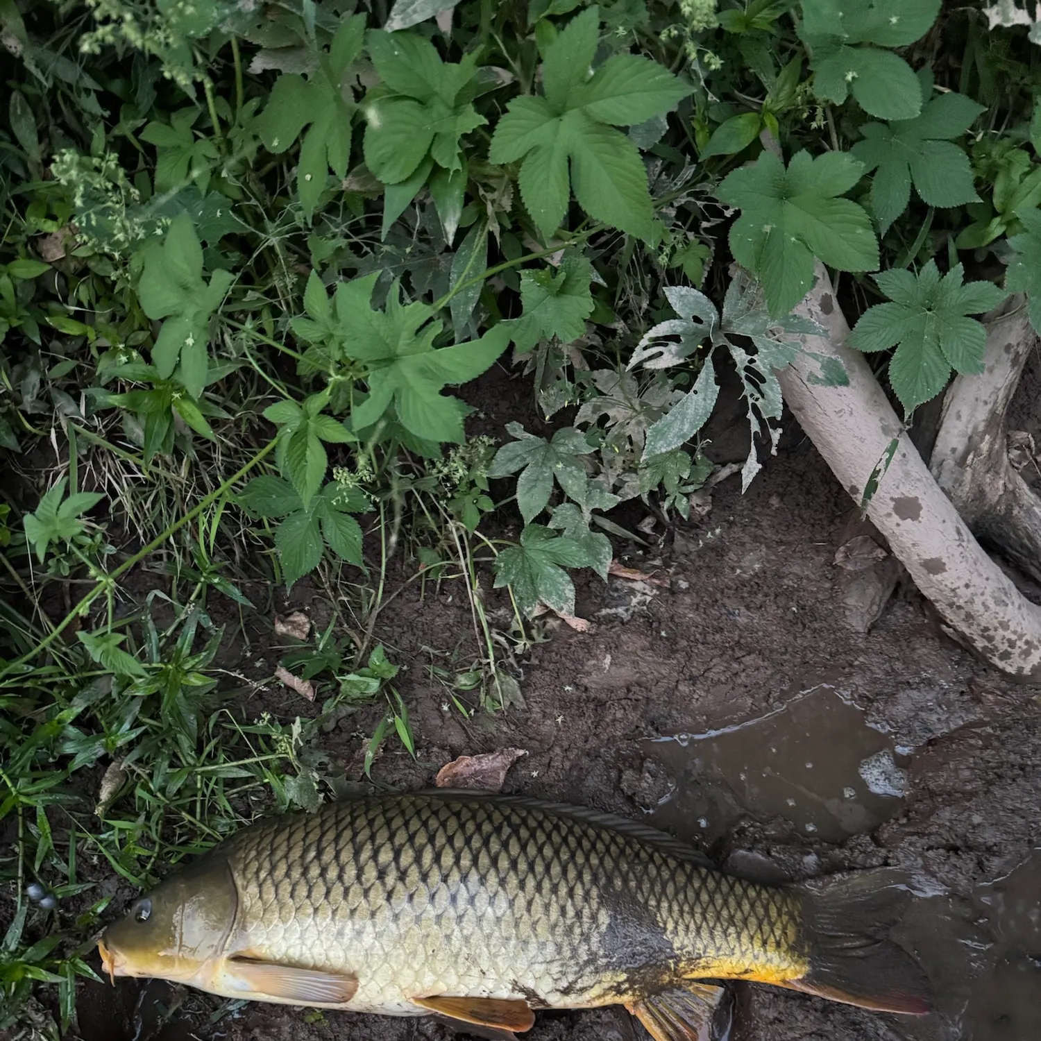 Common carp caught on Fishbrain