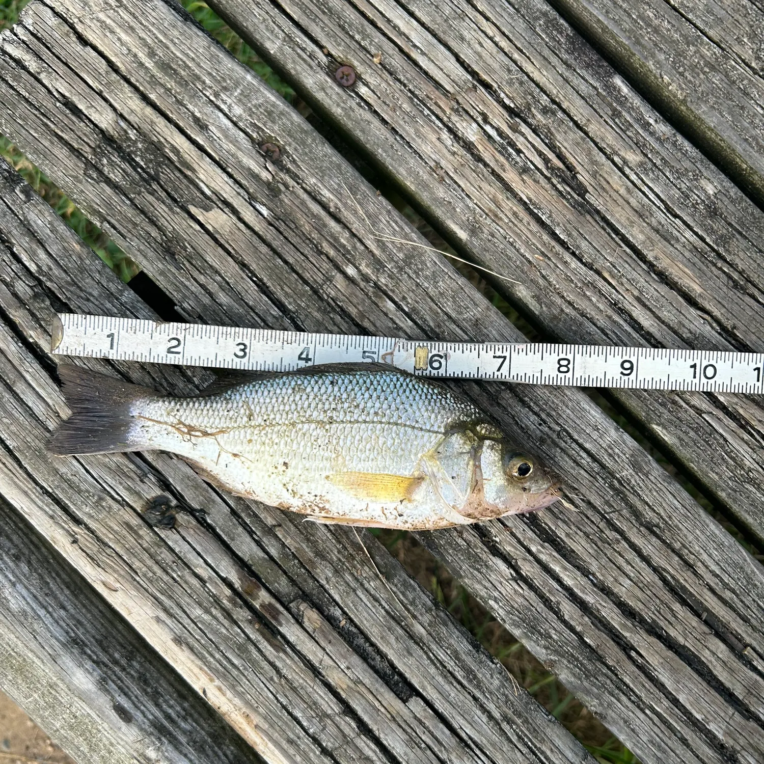 White perch caught on Fishbrain