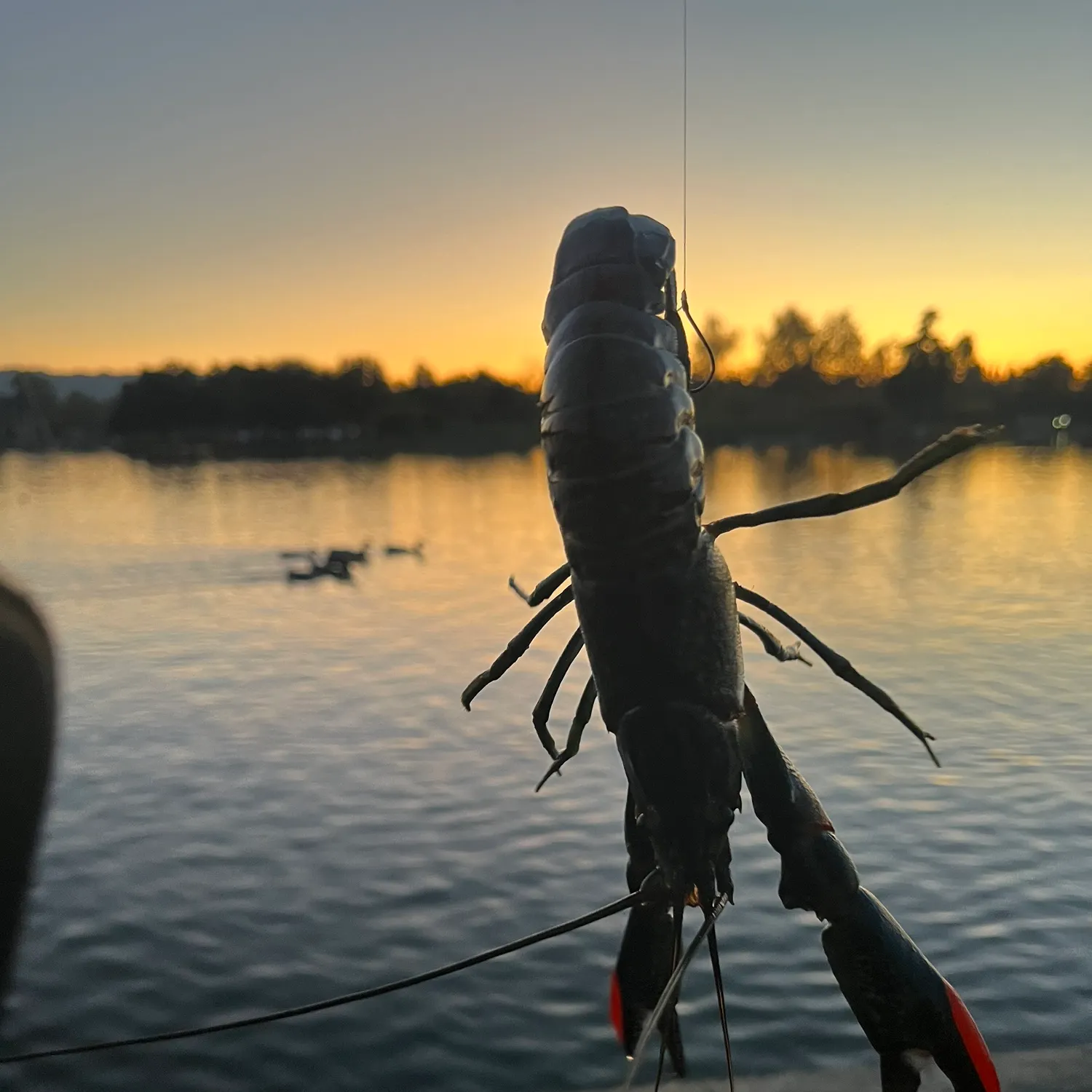 The most recent Red swamp crayfish catches on Fishbrain