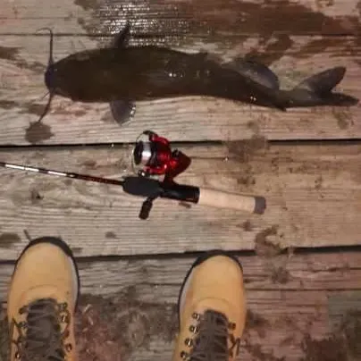 Channel catfish caught on Fishbrain