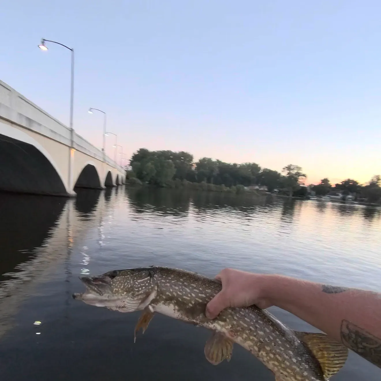 Northern pike caught on Fishbrain