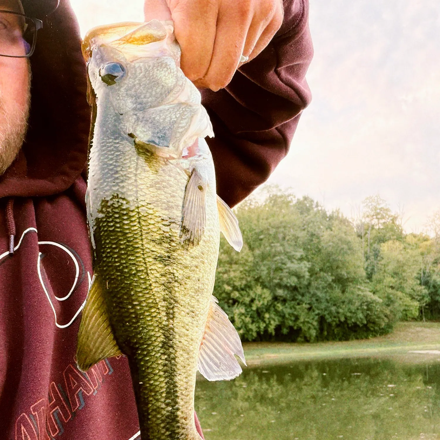 Largemouth bass caught on Fishbrain