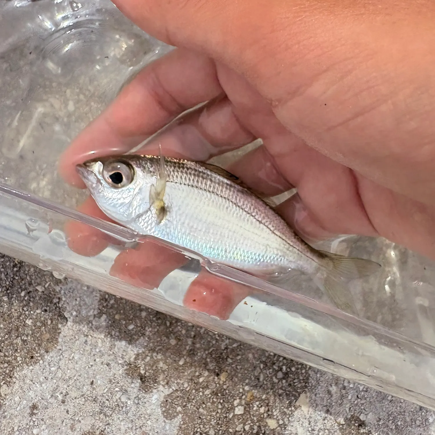 The most recent Tidewater mojarra catches on Fishbrain