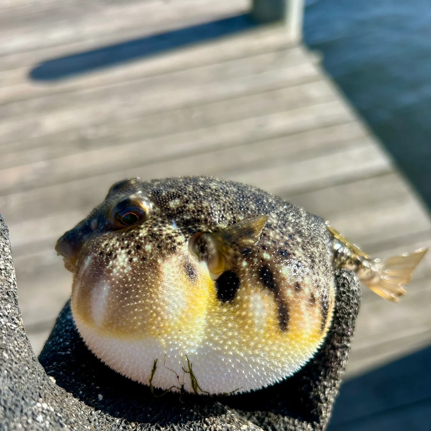 Northern puffer caught on Fishbrain