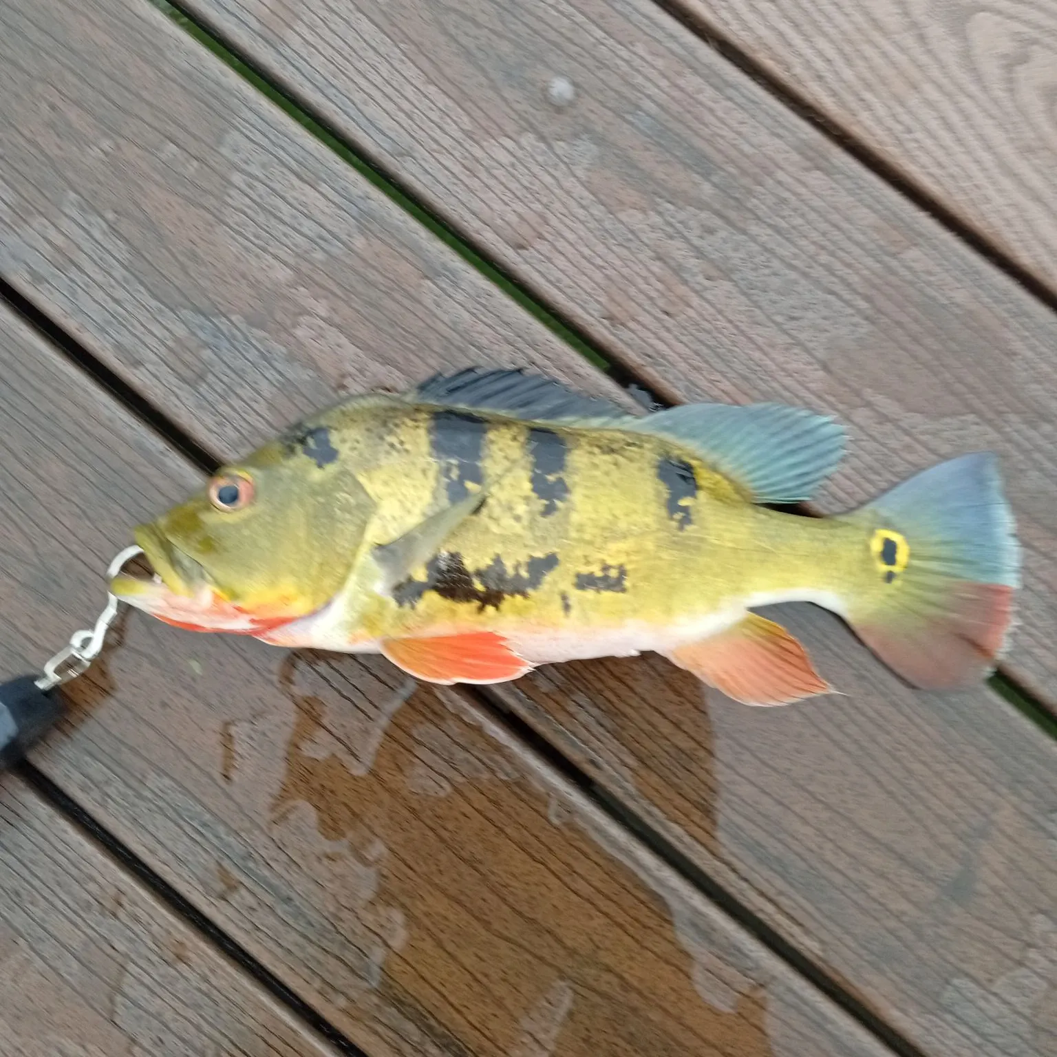 Butterfly peacock bass caught on Fishbrain