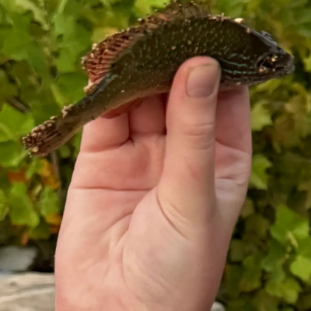 Longear sunfish caught on Fishbrain
