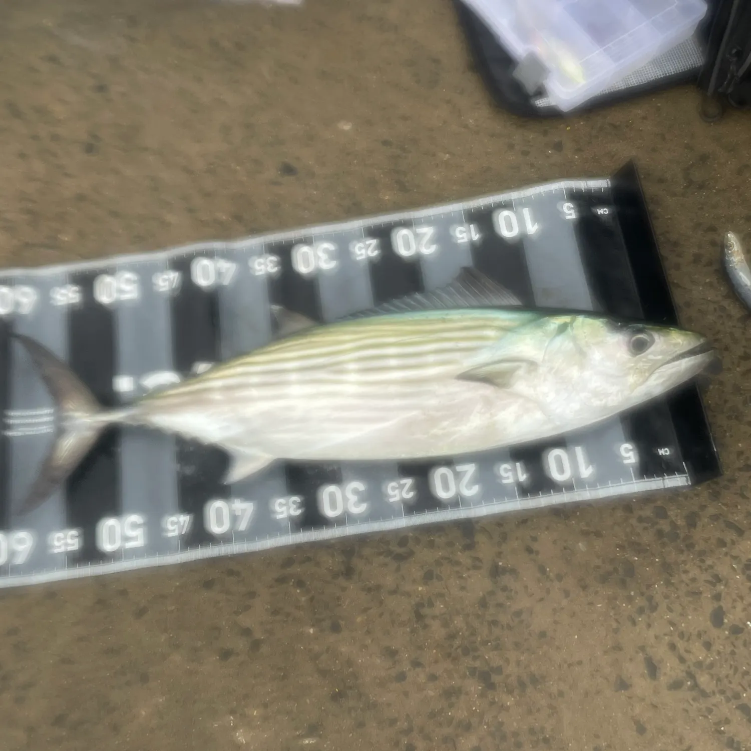 The most recent Australian bonito catches on Fishbrain