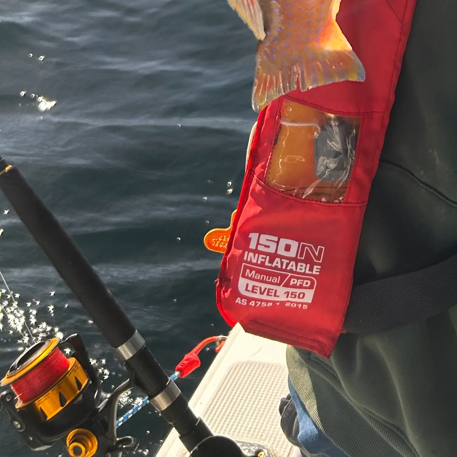 The most recent Blue tuskfish catches on Fishbrain