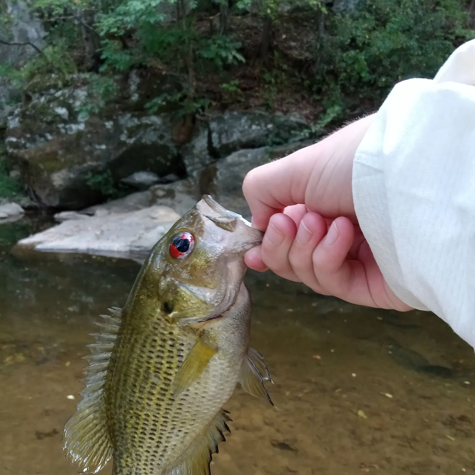The most recent Rock bass catches on Fishbrain