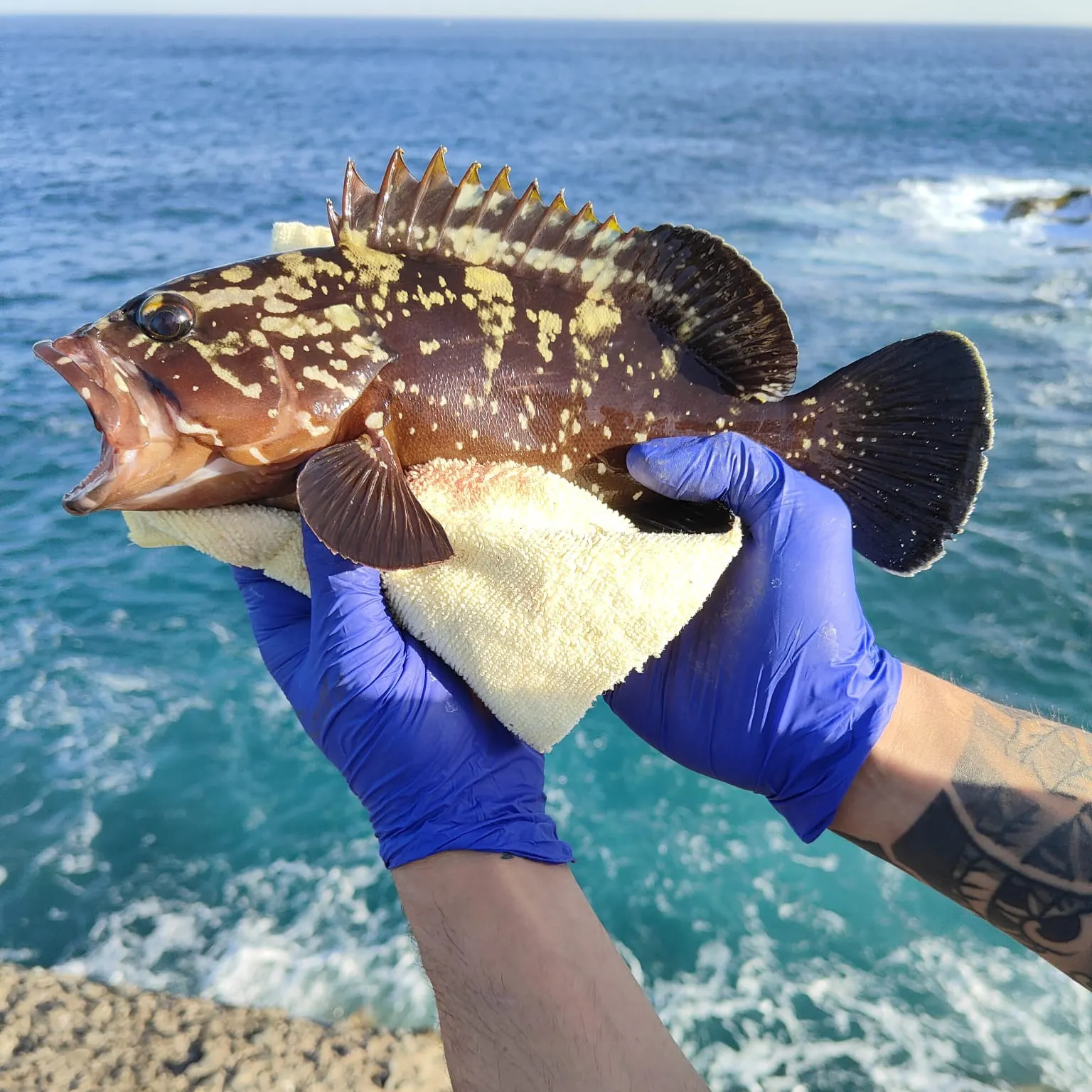 The most recent Saddletail grouper catches on Fishbrain