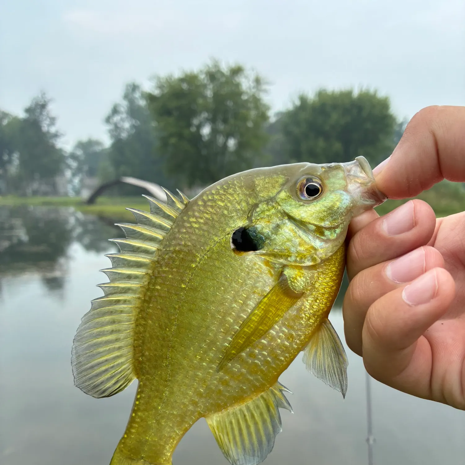 The most recent Redear x bluegill catches on Fishbrain