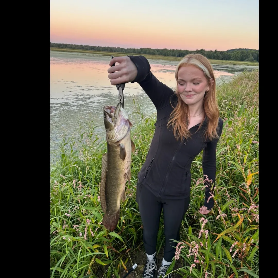 The most recent Eyetail bowfin catches on Fishbrain