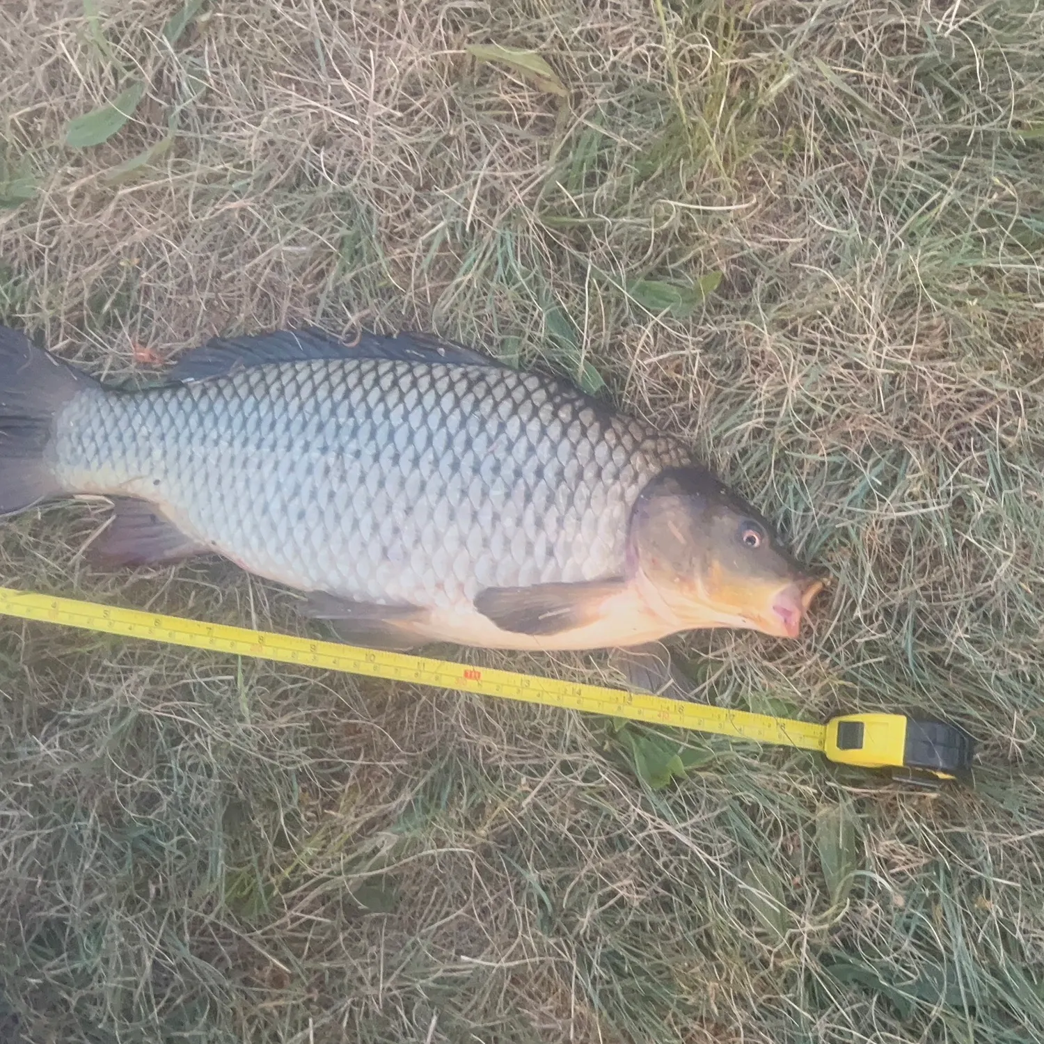 Common carp caught on Fishbrain