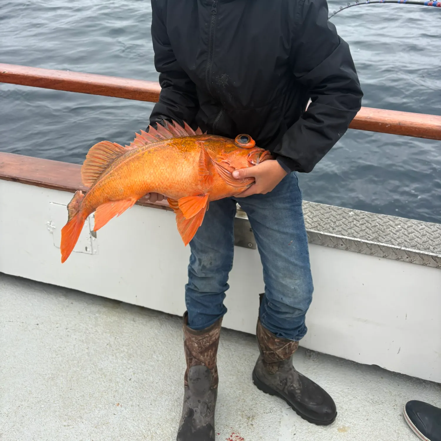The most recent Vermilion rockfish catches on Fishbrain