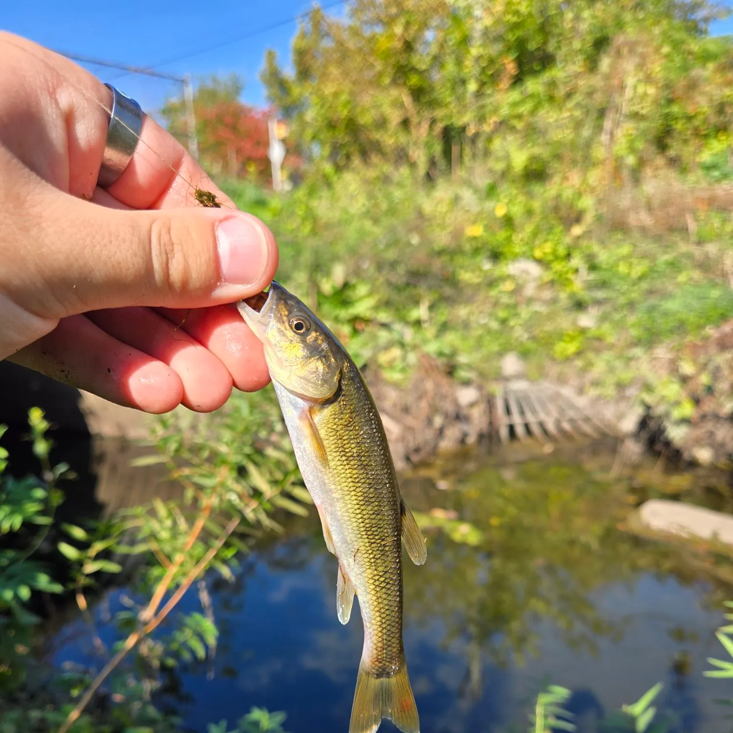 Creek chub caught on Fishbrain