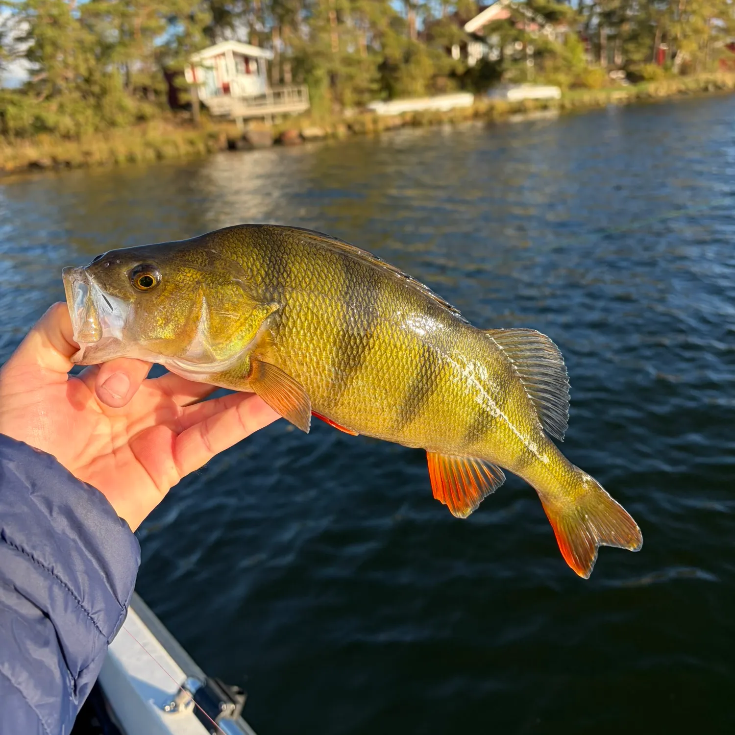 European perch caught on Fishbrain