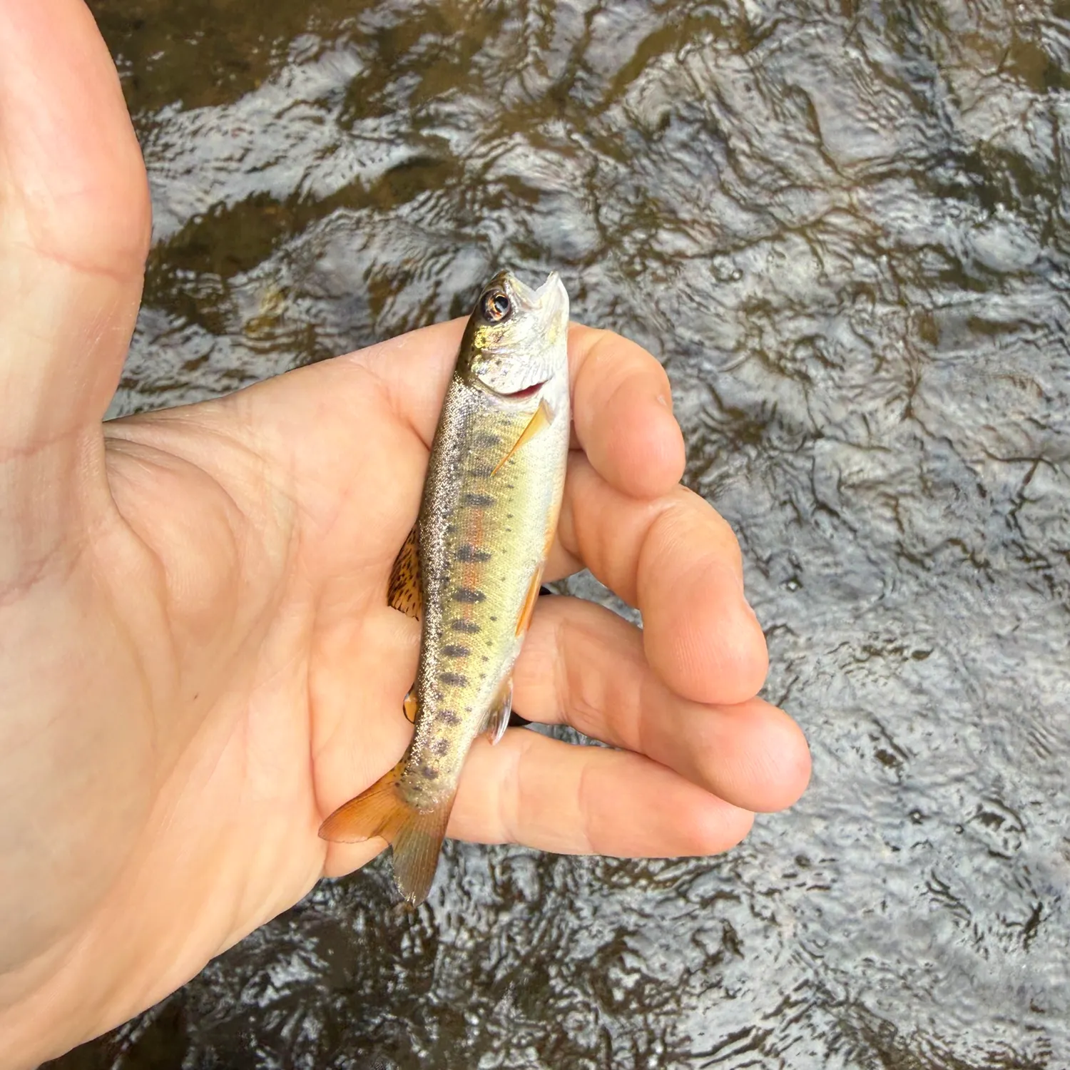 Rainbow trout caught on Fishbrain