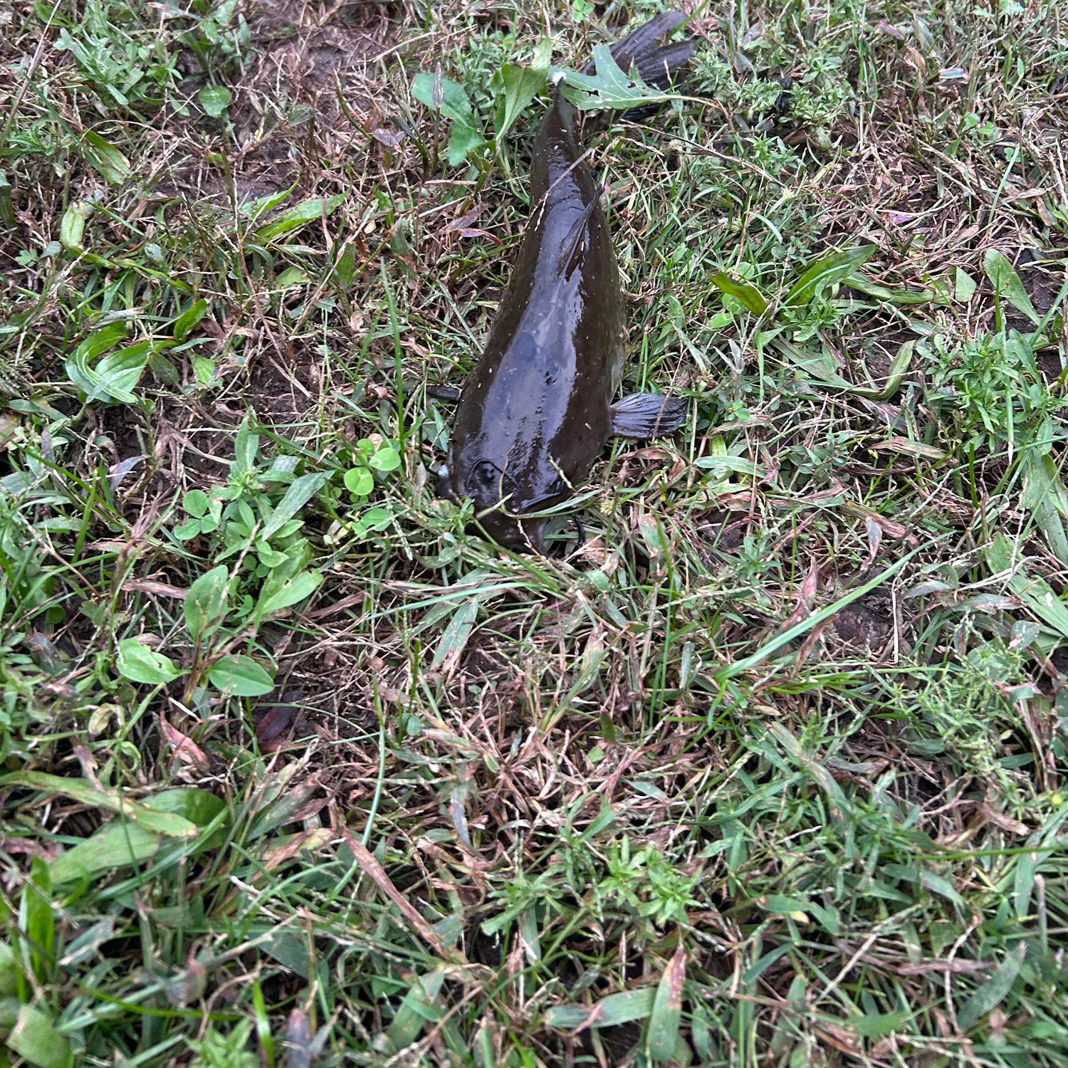 Black bullhead caught on Fishbrain