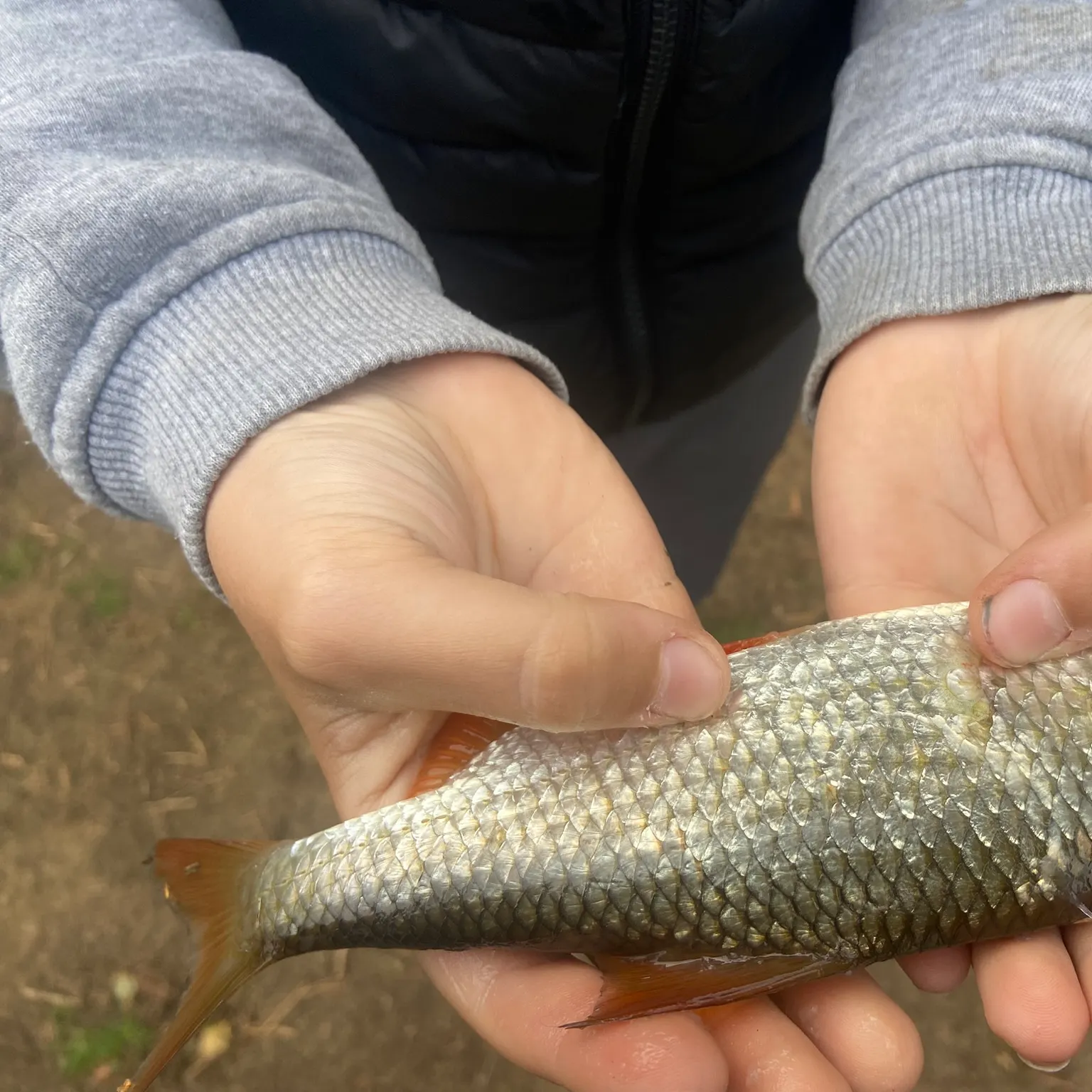 The most recent European chub catches on Fishbrain
