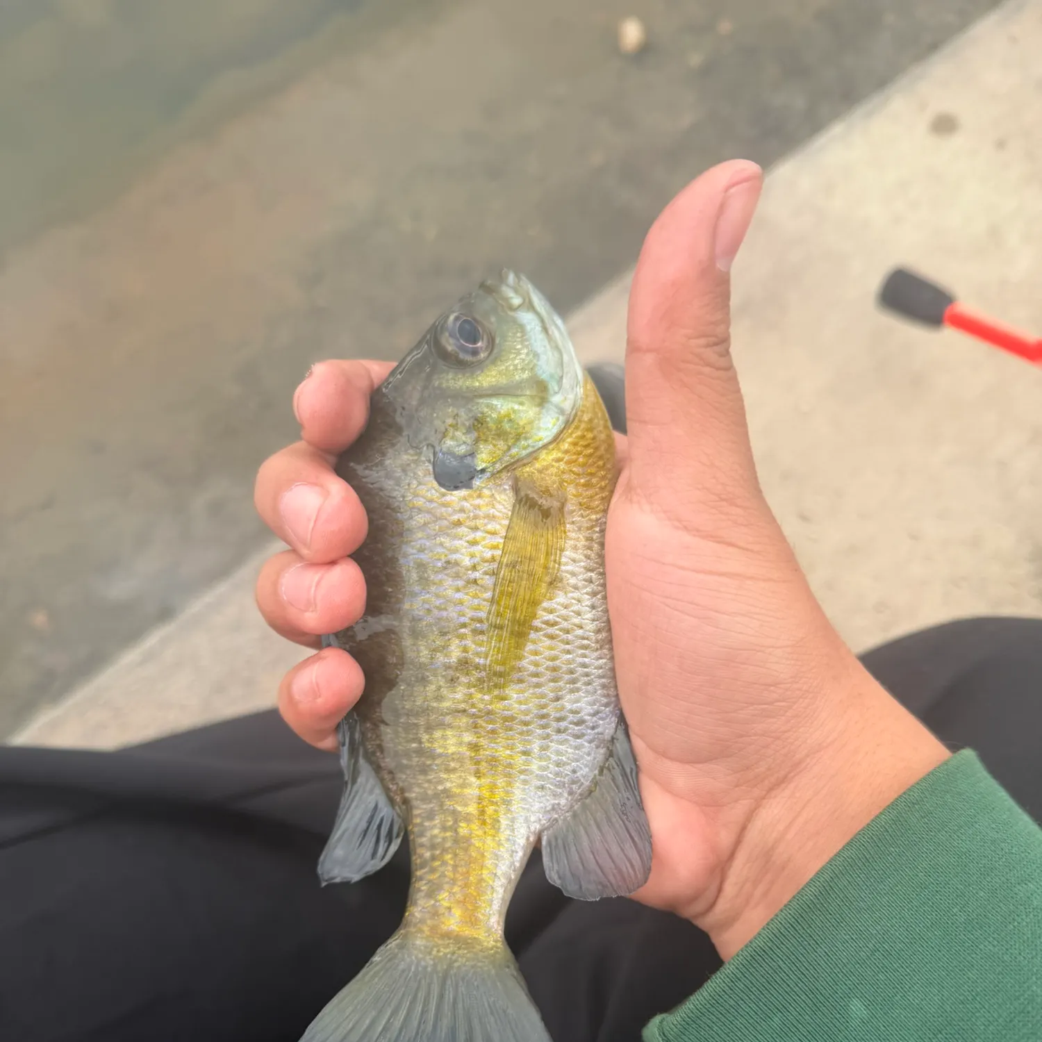 Bluegill caught on Fishbrain