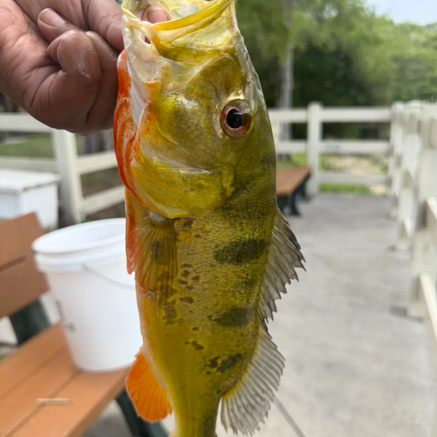 Butterfly peacock bass caught on Fishbrain