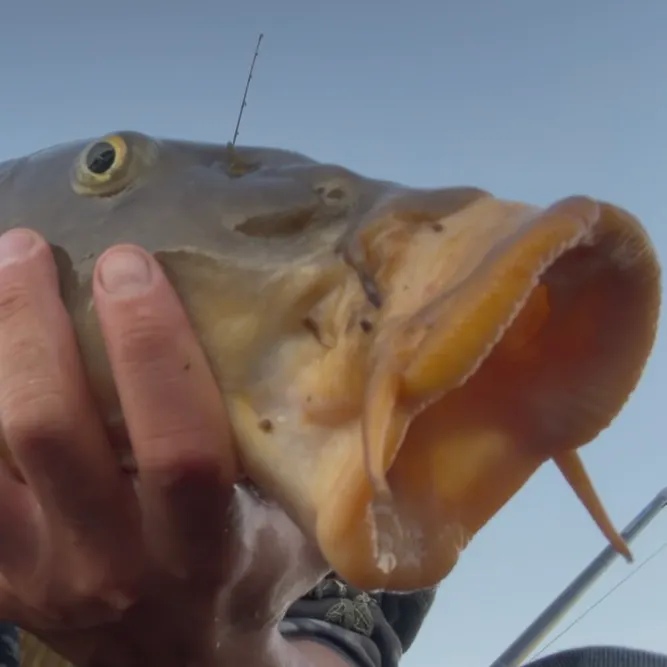 Common carp caught on Fishbrain