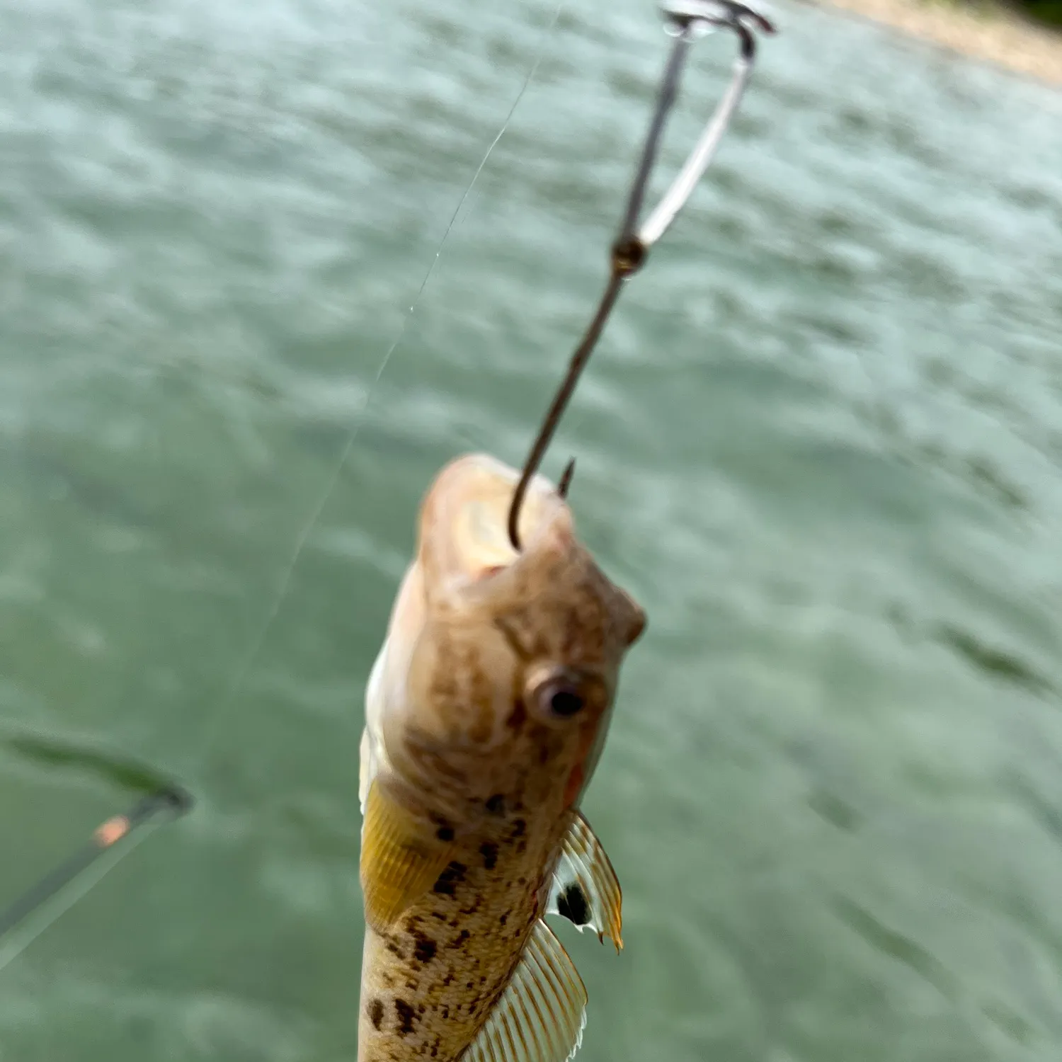 The most recent Round goby catches on Fishbrain