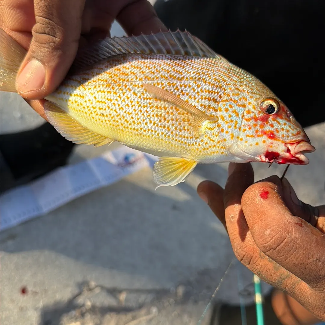 White grunt caught on Fishbrain