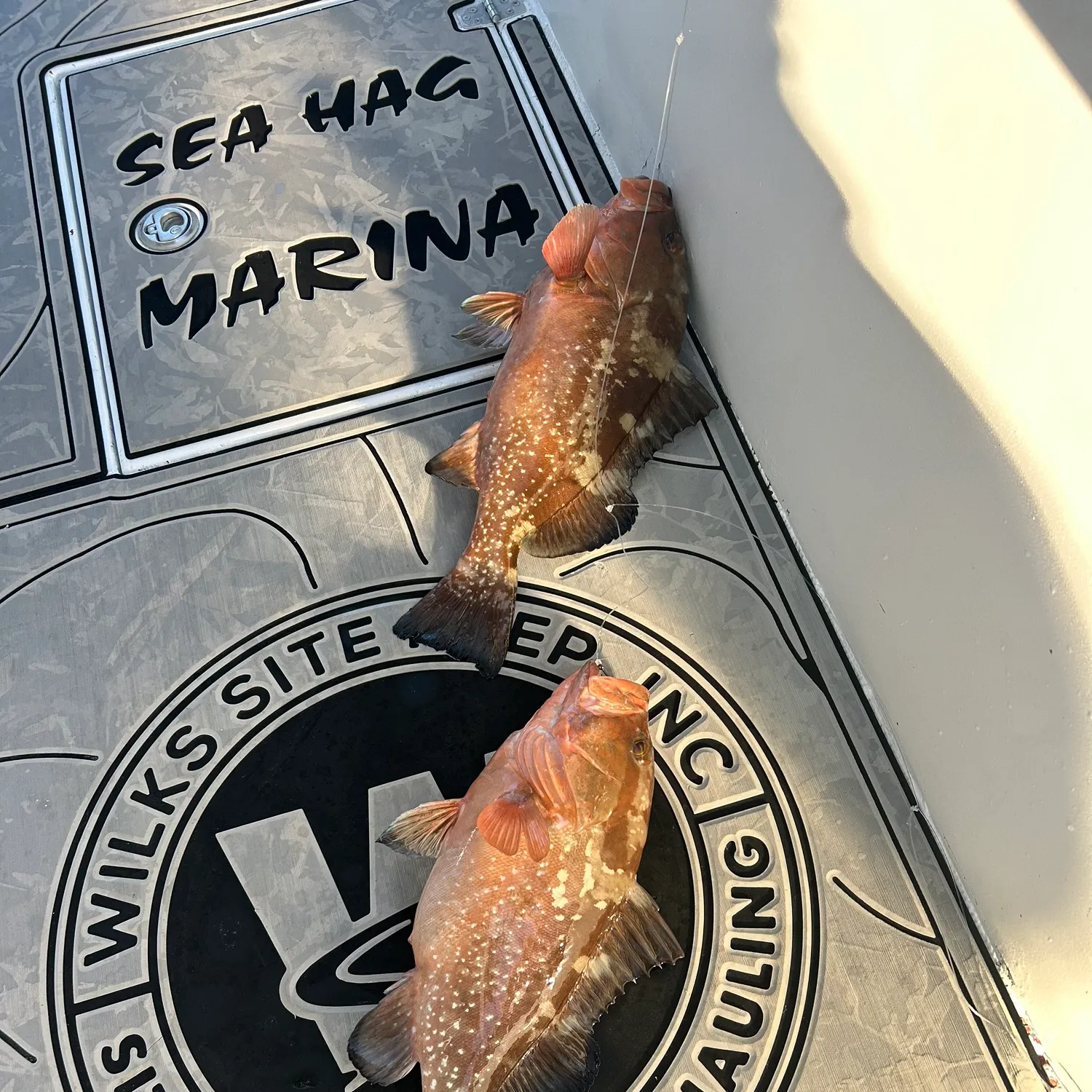 recently logged catches