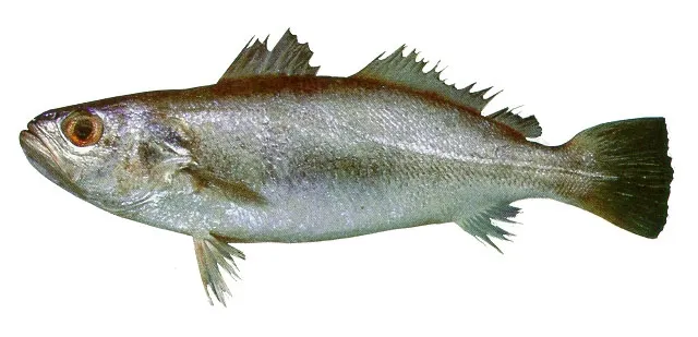 Jamaica weakfish