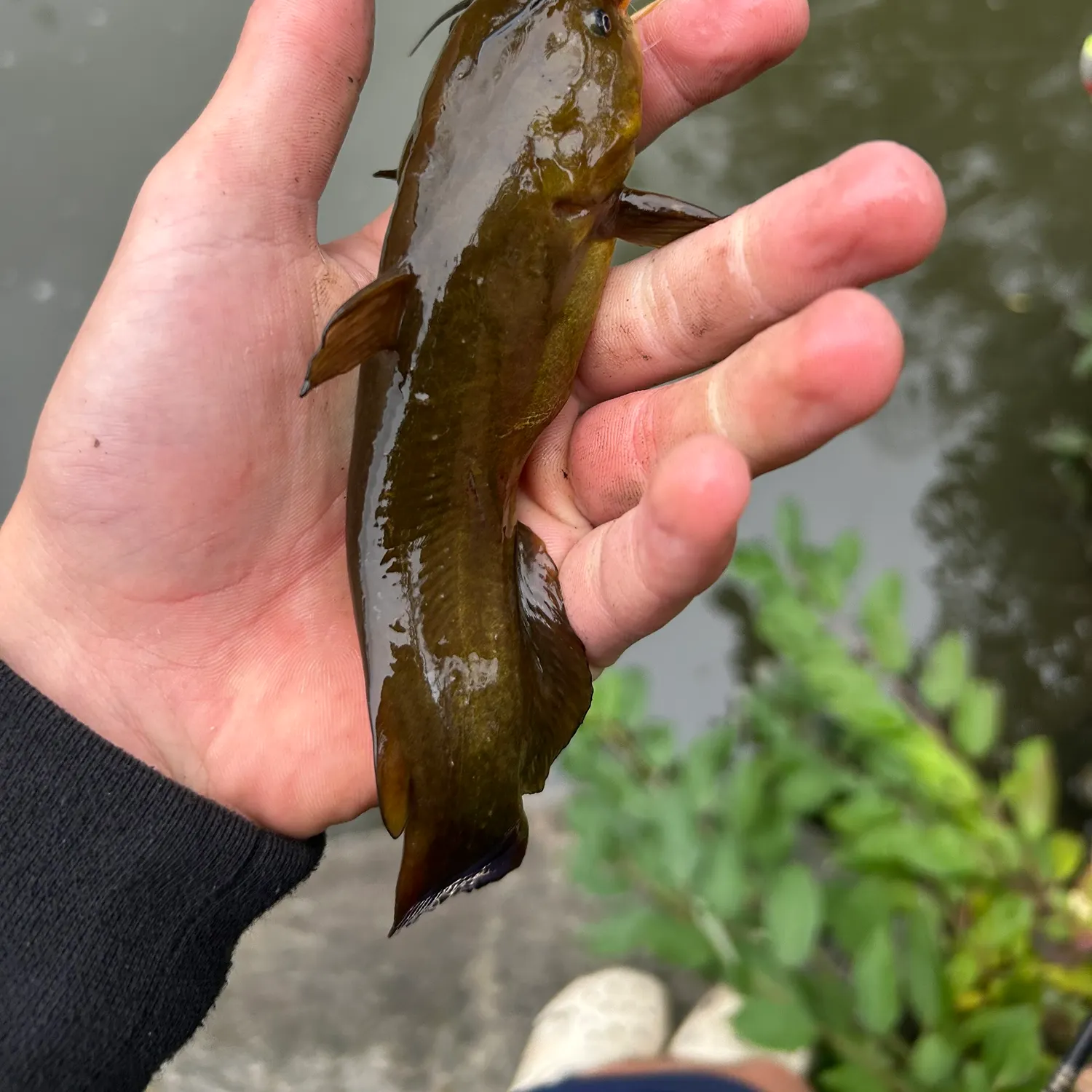 Yellow bullhead caught on Fishbrain